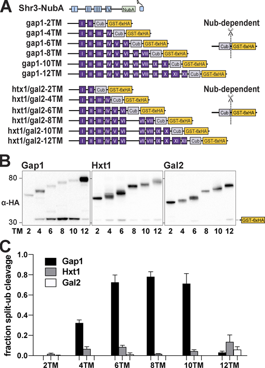 Progressivity of Shr3-Gap1 chaperone-substrate interactions. (A) Schematic diagram of split ubiquitin constructs including the gap1-Cub-GST, hxt1-Cub-GST, and gal2-Cub-GST truncation constructs. (B) Strain FGY135 (gap1Δ shr3Δ) carrying pPL1262 (SHR3-NubA) and pIM1 (gap1-2TM-Cub-GST), pIM2 (gap1-4TM-Cub-GST), pIM3 (gap1-6TM-Cub-GST), pIM4 (gap1-8TM-Cub-GST), pIM5 (gap1-10TM-Cub-GST), or pIM16 (gap1-12TM-Cub-GST; left panel), or pIM34 (hxt1-2TM-Cub-GST), pIM35 (hxt1-4TM-Cub-GST), pIM36 (hxt1-6TM-Cub-GST), pIM37 (hxt1-8TM-Cub-GST), pIM38 (hxt1-10TM-Cub-GST), or pIM39 (hxt1-12TM-Cub-GST; center panel) or pIM40 (gal2-2TM-Cub-GST), pIM41 (gal2-4TM-Cub-GST), pIM42 (gal2-6TM-Cub-GST), pIM43 (gal2-8TM-Cub-GST), pIM44 (gal2-10TM-Cub-GST), or pIM45 (gal2-12TM-Cub-GST; right panel) were induced with 2% galactose for 1 h. Extracts were prepared, separated by SDS-PAGE, and analyzed by immunoblotting using α-HA antibody. (C) The signal intensities of the immunoreactive forms of uncleaved Cub constructs and cleaved interaction marker (GST-6xHA) were quantified; the mean values of the fraction of split ubiquitin cleavage are plotted with error bars showing standard deviation (n = 3; biological replicates). Source data are available for this figure: SourceData F5.