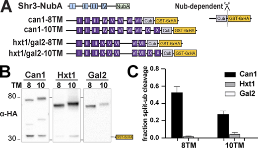 Shr3-NubA interacts with can1-Cub-GST but not hxt1-Cub-GST or gal2-Cub-GST truncations. (A) Schematic diagram of the split ubiquitin truncated constructs used to evaluate Shr3-can1 and Shr3-hxt1/gal2 interactions. (B) Strain FGY135 (gap1Δ shr3Δ) carrying pPL1262 (SHR3-NubA) and pIM46 (can1-8TM-Cub-GST), pIM47 (can1-10TM-Cub-GST), pIM37 (hxt1-8TM-Cub-GST), pIM38 (hxt1-10TM-Cub-GST), pIM43 (gal2-8TM-Cub-GST), or pIM44 (gal2-10TM-Cub-GST) was induced with 2% galactose for 1 h. Extracts were prepared, separated by SGS-PAGE, and analyzed by immunoblotting using antibodies against the 6xHA. (C) The signal intensities of the immunoreactive forms of uncleaved Cub constructs and cleaved interaction marker (GST-6xHA) were quantitated; the mean values of the fraction of split ubiquitin are plotted with error bars showing standard deviation (n = 3; biological replicates). The quantitation corresponding to hxt1-8TM-Cub-GST, hxt1-10TM-Cub-GST, gal2-8TM-Cub-GST, and gal2-10TM-Cub-GST are the same as presented in Fig. 5 C; however, the images correspond to hxt1- and gal2-Cub-constructs are from independent biological replicates. Source data are available for this figure: SourceData F6. Refer to the image caption for details.