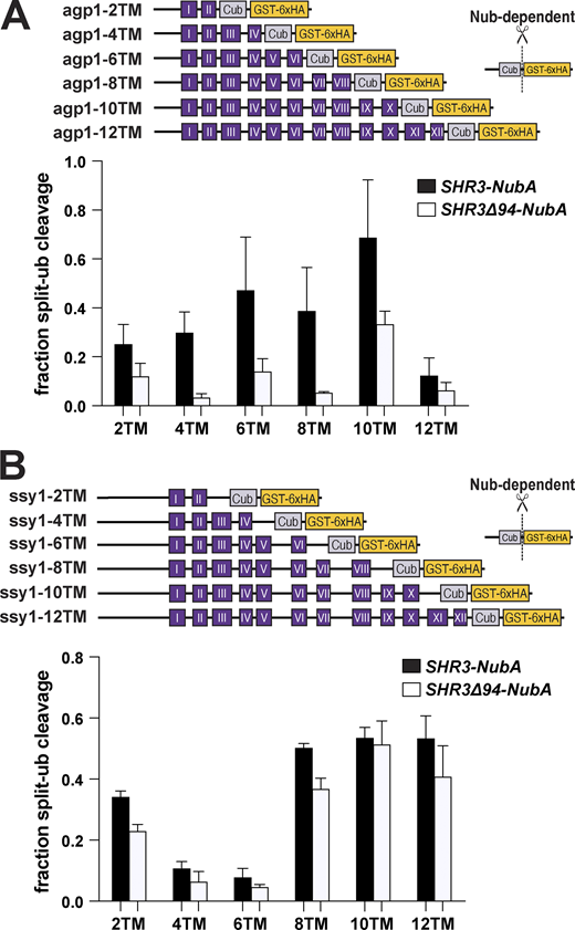 Progressive Shr3-Agp1 and Shr3-Ssy1 chaperone-substrate interactions. (A) Schematic diagram of agp1-Cub-GST truncation constructs. Strain FGY135 (gap1Δ shr3Δ) expressing SHR3-NubA (pPL1262) or SHR3Δ94-NubA (pAR76) and carrying pIM9 (agp1-2TM-Cub-GST), pIM10 (agp1-4TM-Cub-GST), pIM11 (agp1-6TM-Cub-GST), pIM12 (agp1-8TM-Cub-GST), pIM13 (agp1-10TM-Cub-GST), or pIM26 (agp1-12TM-Cub-GST) were induced with 2% galactose for 1 h. Extracts were prepared, separated by SDS-PAGE, and analyzed by immunoblotting using α-HA antibody. The signal intensities of the immunoreactive forms of uncleaved Cub constructs and cleaved interaction marker (GST-6xHA) were quantified; the mean values of the fraction of split ubiquitin cleavage are plotted with error bars showing standard deviation (n = 3; biological replicates). (B) Schematic diagram of ssy1-Cub-GST truncation constructs. Strain FGY135 (gap1Δ shr3Δ) expressing SHR3-NubA (pPL1262) or SHR3Δ94-NubA (pAR76) and carrying pIM20 (ssy1-2TM-Cub-GST), pIM21 (ssy1-4TM-Cub-GST), pIM22 (ssy1-6TM-Cub-GST), pIM23 (ssy1-8TM-Cub-GST), pIM24 (ssy1-10TM-Cub-GST), or pIM25 (ssy1-12TM-Cub-GST) were induced with 2% galactose for 1 h. Extracts were prepared and analyzed as in A, and the mean values of the fraction of split ubiquitin cleavage are plotted with error bars showing standard deviation (n = 3; biological replicates). Source data are available for this figure: SourceData F7.