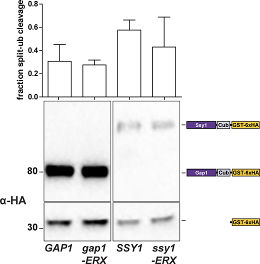 Effect of ER exit motif mutations on Shr3-AAP interactions. Strains FGY135 (gap1Δ shr3Δ) expressing SHR3-NubA (pPL1262) and carrying pPL1257 (GAP1-Cub-GST), pIM19 (SSY1-Cub-GST), pIM28 (gap1-ERXAAA-Cub-GST), or pIM29 (ssy1-ERXAAA-Cub-GST) were induced with 2% galactose for 1 h. Extracts were prepared, separated by SDS-PAGE, and analyzed by immunoblotting using α-HA antibody. The signal intensities of the immunoreactive forms of full-length and cleaved Gap1 and Ssy1 constructs were quantified. The fraction of split-ubiquitin cleavage was determined; the mean values were plotted with error bars showing standard deviation (n = 3; biological replicates). Source data are available for this figure: SourceData FS4. Refer to the image caption for details.