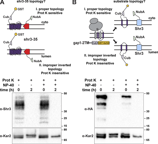 Protease cleavage assay to assess the topology of shr3-35-NubA and gap1-2TM-Cub-GST. (A) Schematic diagram of the split ubiquitin shr3-35-NubA construct (pAR67) and possible topological orientations: I. proper topology, i.e., TM in native orientation with NubA exposed to the cytoplasm and Proteinase K (Prot K) sensitive; II. improper inverted topology, i.e., TM in non-native orientation with NubA oriented toward the lumen and Prot K insensitive in the absence of detergent (NP-40). The ER-membrane topology of inserted shr3-35-NubA was examined in intact microsomes isolated from strain FGY135 (gap1Δ shr3Δ) carrying pPL1257 (GAP1-Cub-GST) and pAR67 (shr3-35-NubA). Microsomes were incubated with Prot K for 2 h with or without the addition of 0.2% NP-40 as indicated. shr3-35 was detected with the use of α-Shr3 directed to a C-terminally located epitope. Kar2 served as a control for microsome integrity. (B) Schematic diagram of the split ubiquitin gap1-2TM-Cub-GST construct (pIM1) and possible topological orientations: I. proper topology, i.e., TM in native orientation with Cub-GST exposed to the cytoplasm and Proteinase K (Prot K) sensitive; II. improper inverted topology, i.e., TM in non-native orientation with Cub-GST oriented toward the lumen and Prot K insensitive in the absence of detergent (NP-40). The ER-membrane topology of inserted gap1-2TM-Cub-GST-6xHA was examined in intact microsomes isolated from strain HKY15 (ssy1Δ) carrying (gap1-2TM-Cub-GST) and incubated with Prot K for 2 h with or without the addition of 0.2% NP-40 as indicated. Kar2 served as a control for microsome integrity. Source data are available for this figure: SourceData FS5.