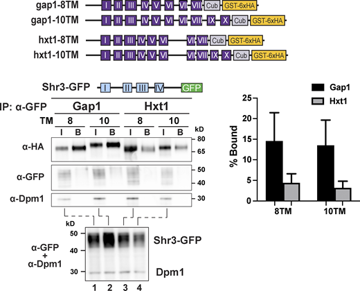 Shr3 specifically associates with Gap1 truncations. Strain FGY135 (gap1Δ shr3Δ) expressing SHR3-GFP (pAR46) and carrying plasmids gap1-8TM (pIM4), gap1-10TM (pIM5), hxt1-8TM (pIM37), or hxt1-10TM (pIM38; schematically represented) was induced with 2% galactose for 1 h. Extracts were prepared and Shr3-GFP was purified with GFP-trap agarose beads in the presence of 0.8% n-dodecyl-β-D-maltoside (DDM) as described (Methods and materials). Bound proteins, resolved by SDS-PAGE, were analyzed by immunoblot using α-HA, α-GFP, and α-Dpm1 antibodies. The input (I; lanes 1–4) correspond to 1.8% of extracts incubated with the GFP-trap beads. Extracts were separately analyzed (lower panel) to analyze levels of Shr3-GFP. The signal intensities of the immunoreactive forms of Cub-GST-6xHA constructs were quantified (right panel); the mean values of the Bound% are plotted with error bars showing standard deviation (n = 3; biological replicates). Source data are available for this figure: SourceData FS6.