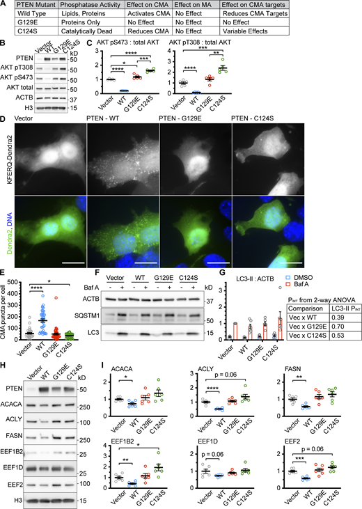 PTEN overexpression activates CMA, dependent upon its lipid phosphatase activity. AML12 hepatocytes were transduced with a pHAGE lentiviral vector containing either an empty multiple cloning site, PTENWT; PTENG129E which retains protein tyrosine phosphatase activity, but not lipid phosphatase activity; or PTENC124S, which is catalytically dead. (A) Summary table of results for this figure. (B) Western blots showing effects of PTEN overexpression on AKT phosphorylation. (C) Quantification of blots shown in B; n = 5 for each group. (D) Fluorescent microscopy images of AML12 cells expressing a KFERQ-Dendra2 CMA reporter transduced with control and PTEN vectors. (E) Quantification of D showing that only PTENWT caused an accumulation of CMA puncta. Data points are individual cells, pooled from at least three replicates, n = 30, 37, 39, 36 (for EV, WT, G129E, and C124S, respectively). (F) Western blots showing macroautophagic flux assays for each of the PTEN constructs. (G) Quantification of LC3-II levels in F, adjusted to ACTB loading control, showing that none of the PTEN constructs have an effect on macroautophagic flux in AML12 cells; n = 6 for each group. The P values shown are interaction term P values from a two-way ANOVA, testing if the effect of BafA is modified by each PTEN construct. (H) Western blots of CMA-sensitive proteins ACACA, ACLY, FASN, EEF1B2, EEF1D, and EEF2, in AML12 cells treated with an empty vector, or vectors expressing the different PTEN constructs. (I) Quantifications of proteins shown in H, adjusted by H3 loading control; n = 6 for each group. PTENWT causes a reduction in the protein abundance of CMA-sensitive proteins, but PTENG129E and PTENC124S do not. In some cases, there is a trend toward an increase in CMA-sensitive proteins for PTENC124S, consistent with previous studies suggesting that this mutant can have dominant negative effects. Scale bars are 20 μM. On all graphs, the solid bar shows the mean. Error bars are SEM. P values shown on graphs for Western blots are from two-tailed unpaired t tests. P values shown on graphs for CMA reporter puncta are from Kolmogorov–Smirnov tests. P values shown in G are interaction terms from two-way ANOVAs. *P < 0.05, **P < 0.01, ***P < 0.001, ****P < 0.0001. Source data are available for this figure: SourceData F1. Refer to the image caption for details.