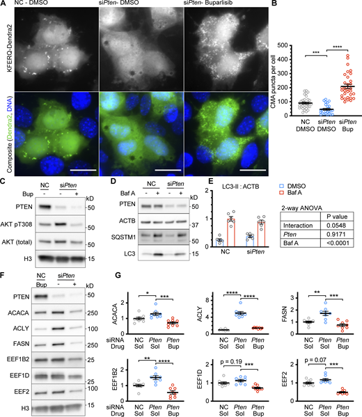 Knockdown of PTEN reduces CMA in confluent AML12 cells. (A) Fluorescent microscopy images of AML12 cells expressing a KFERQ-Dendra2 CMA reporter that were chemically transfected with the indicated siRNAs, and then treated with 5 μM buparlisib (Bup) or DMSO solvent control. (B) Quantifications of CMA puncta from A, showing that puncta were reduced by siPten and rescued by buparlisib treatment. Data points are individual cells, pooled from at least three replicates, n = 33, 25, 32 (for NC.DMSO, siPten.DMSO, siPten.Bup, respectively). (C) Western blots of lysates from AML12 cells that were treated as described in A and B, showing that siPten increased AKT pT308, which was rescued by buparlisib, as expected. (D) Western blots of a macroautophagic flux analysis for the effects of siPten. (E) Quantification of Westerns in D, showing a nearly significant reduction in macroautophagic flux as a result of siPten treatment; n = 6 for each group. (F) Western blots showing the effects of siPten and buparlisib rescue on CMA-sensitive proteins. (G) Quantification of blots, as shown in F, adjusted to H3 loading control; n = 8 for each group. Scale bars are 20 μM. On all graphs, the solid bar shows the mean. Error bars are SEM. P values shown on graphs for Western blots are from two-tailed unpaired t tests. P values shown on graphs for CMA reporter puncta are from Kolmogorov–Smirnov tests. P values shown in E are interaction terms from two-way ANOVAs. *P < 0.05, **P < 0.01, ***P < 0.001, ****P < 0.0001. Source data are available for this figure: SourceData F2.