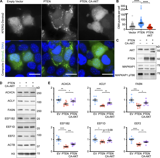 Activation of CMA by PTEN requires AKT inactivation. (A) Fluorescent microscopy images of AML12 hepatocytes expressing a KFERQ-Dendra2 CMA reporter that were transduced with a pHAGE lentiviral vector containing either an empty multiple cloning site, PTEN, or co-transduced with vectors for PTEN and CA-AKT. (B) Quantification of puncta for the experiment shown in A. Data points are individual cells, pooled from at least three replicates, n = 90, 90, 67 (for EV, PTEN OE, PTEN OE + AKT OE, respectively). PTEN overexpression caused an increase in reporter puncta, which was reversed by the expression of CA-AKT. (C) Western blots of AML12 cells that were treated as described in A and B, showing that CA-AKT partially rescued the phosphorylation of AKT substrate MAPKAP1, as expected. The lower band on the AKT blot is CA-AKT, which runs below the endogenous band. (D) Western blots showing changes to CMA-sensitive proteins in response to PTEN overexpression and CA-AKT rescue. (E) Quantifications protein levels from experiments shown in D, adjusted to H3 loading control; n = 8 for each group. Scale bars are 20 μM. On all graphs, the solid bar shows the mean. Error bars are SEM. P values shown on graphs for Western blots are from two-tailed unpaired t tests. P values shown on graphs for CMA reporter puncta are from Kolmogorov–Smirnov tests. *P < 0.05, **P < 0.01, ***P < 0.001, ****P < 0.0001. Source data are available for this figure: SourceData F3.