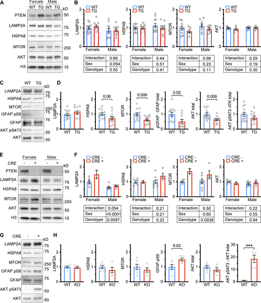 Lysosome-localized AKT and MTOR are affected by PTEN. (A) Whole liver lysates from male and female PTEN OE mice were analyzed for LAMP2A, HSPA8, MTOR, and AKT protein levels. (B) Quantifications of Western blots from the experiments are shown in A. There were no significant differences caused by sex or genotype. A trend toward more LAMP2A in the livers of female mice (relative to males) was noted, although this fell shy of significance (P = 0.054). (C) The light lysosome fractions from the livers of approximately equal numbers of male and female PTEN OE mice (or sibling controls) were analyzed by Western blotting. (D) Quantifications of Westerns from the experiment shown in C, using LAMP2A as a loading control, unless otherwise indicated. PTEN OE mice had significantly reduced levels of lysosomal MTOR and AKT. While pS473 AKT was reduced, the ratio of pS473 AKT to total AKT was not reduced due to the reduction in total AKT levels. GFAP pS9 levels were also reduced (two outliers were identified by the quartile method and removed). (E) Whole-liver lysates from male and female mice with a liver-specific Pten deletion (or sibling controls) were analyzed for LAMP2A, HSPA8, MTOR, and AKT protein levels. (F) Quantifications of Western blots from the experiments shown in E. Two-way ANOVA showed a significant effect of the Pten deletion on MTOR levels and a significant effect of Pten and sex on LAMP2A levels. (G) The light lysosome fractions from the livers of approximately equal numbers of male and female mice with a liver-specific Pten deletion (or sibling controls) were analyzed by Western blotting. (H) Quantifications of Westerns from the experiment shown in G, using LAMP2A as a loading control, unless otherwise indicated. The phosphorylation of both AKT pS473 and GFAP pS9 was increased, as expected. On all graphs, the solid bar shows the mean. Error bars are SEM. P values shown on graphs for Western blots are from two-tailed unpaired t tests. *P < 0.05, **P < 0.01, ***P < 0.001, ****P < 0.0001. Source data are available for this figure: SourceData F5.