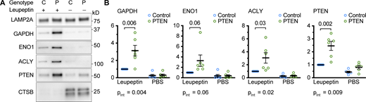 Increased uptake of endogenous CMA target proteins into liver lysosomes from PTEN OE mice. (A) Western blots of liver lysosomes that were isolated from PTEN OE or sibling control mice, 2 h after leupeptin (or PBS control) injection. Samples were prepared in six batches with one mouse in each treatment group. Three of the batches contained all male mice, the other three contained all female mice. The protein levels for each sample were normalized to the leupeptin-injected control in that batch. (B) Quantifications of Western blots are shown in A. On all graphs, the solid bar shows the mean. Error bars are SEM P values shown on graphs for Western blots are from two-tailed unpaired t tests. pInt shown below each graph is the interaction term P value of a full model two-way ANOVA. Source data are available for this figure: SourceData F6.