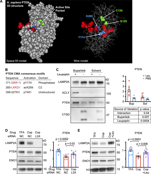 PTEN is sensitive to lysosomal proteolysis and CMA. (A) Illustration of the PTEN crystal structure as a space-fill model (left) and a wire model (right). The two amino acids, C124 and G129, that were mutated to alter PTEN catalytic activity are shown in green. The KFERQ-like consensus sequences are shown in red, with the amino acid that must be modified for activation of the KFERQ shown in blue. (B) A table with summary information about PTEN’s KFERQ-like sequences. (C) Western blots of liver lysosomes that were isolated from genetically heterogeneous mice treated with CMA-activating drug buparlisib (or solvent control) followed by leupeptin (or PBS control) injection; n = 6 for each group. PTEN accumulated in lysosomes in response to leupeptin, but this accumulation was significantly enhanced by buparlisib treatment. ACLY is highly CMA sensitive and is a control for CMA uptake. CTSD levels are reduced by leupeptin and are controls for successful leupeptin administration. (D) Western blots of lysates from AML12 cells pre-treated with siLamp2a or negative control siRNA were treated with CMA activating drug copanlisib. siLamp2a significantly rescued the reduction in PTEN caused by copanlisib; n = 8 for each group. (E) Western blots of lysates from AML12 cells treated with the CMA-activating drug copanlisib (Cop; dose = 100 nM), which have reduced PTEN, rescued when lysosomal proteolysis is inhibited by 100 μM leupeptin and 20 mM ammonium chloride (+Leu); n = 8 for each group. Bars on graphs show means. Error bars are SEM. P values shown on graphs for Western blots are from two-tailed unpaired t tests. A two-way ANOVA table is shown in C. Source data are available for this figure: SourceData F7. Refer to the image caption for details.