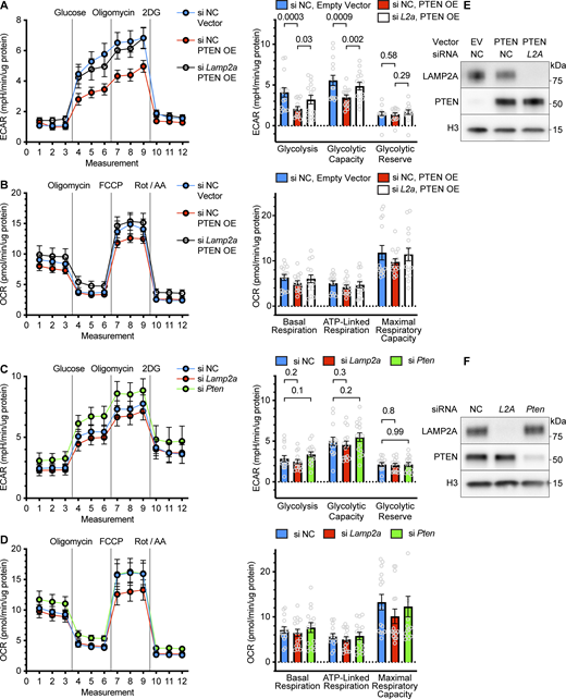 Suppression of glycolysis by PTEN requires CMA. NIH3T3 cells were treated with the indicated siRNAs and overexpression vectors and then plated in 96-well Seahorse plates for extracellular flux analysis. (A) Glycolysis stress test showing that PTEN OE reduces glycolysis and glycolytic capacity, which is rescued by siLamp2a. (B) Mitochondrial stress test showing no significant changes in respiration in response to PTEN OE or PTEN OE + siLamp2a. (C) Glycolysis stress test showing that neither siLamp2a nor siPten cause any significant changes in glycolysis. (D) Mitochondrial stress test showing no significant changes in respiration in response to siLamp2a or siPten. (E and F) Control Western blots from cells transfected and transduced in parallel to the cells used in the Seahorse analysis, showing the expected changes in PTEN and LAMP2A. For each Seahorse analysis, data were pooled from three independent replicates, with 5 wells per plate in each treatment group. Each point on the graphs represents data from one well. Bars on graphs show means. Error bars are SEM. P values shown on graphs are from two-tailed unpaired t tests. Source data are available for this figure: SourceData F8.