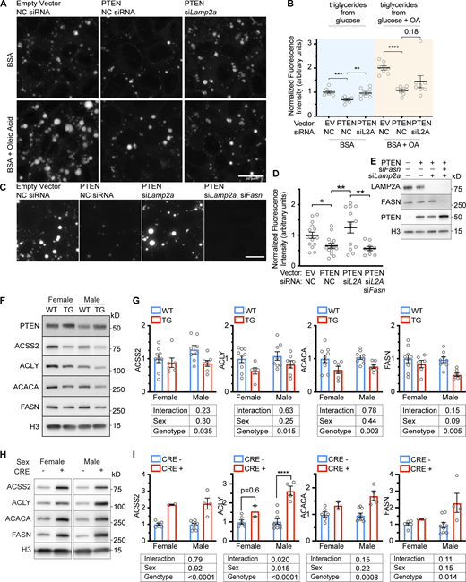 Suppression of fatty acid synthesis by PTEN requires CMA. (A) Fluorescent microscopy showing BODIPY staining of AML12 cells that were chemically transfected with the indicated siRNAs, and then transduced with the indicated viral vectors. The cells were treated with BSA or BSA conjugated to oleic acid before lipid droplets were visualized by BODIPY staining. (B) Quantification of fluorescence intensity from images acquired as described in A; n = 8 for each group. PTEN OE caused a decrease in lipid droplets in cells treated with BSA, which was rescued by siLamp2a. PTEN OE also caused a decrease in lipid droplets in cells treated with BSA + OA. However, this was not rescued by siLamp2a. (C) Fluorescent microscopy showing BODIPY staining of AML12 cells that were chemically transfected with the indicated siRNAs, and then transduced with the indicated viral vectors. (D) Quantification of fluorescence intensity from images acquired as described in C; n = 15, 15, 13, 9 (for EV.NC, PTEN.NC, PTEN.siL2A, and PTEN.siL2AsiFASN, respectively). (E) Western blots confirming gene expression changes for the experiment shown in C. (F) Whole liver lysates from PTEN OE mice were assessed for changes in CMA-sensitive proteins involved in the production of cytoplasmic acetyl-coA and fatty acids, ACSS2, ACLY, ACACA, and FASN. (G) Quantification of the experiment shown in F; n = 9, 6, 8, 7 (for F.WT, F.TG, M.WT, and M.TG, respectively). The PTEN OE genotype significantly reduced the liver protein abundance of all four proteins. (H) Whole liver lysates from mice with a liver-specific Pten deletion were assessed for changes in ACSS2, ACLY, ACACA, and FASN. (I) Quantifications of blots from H showed that ACSS2, ACACA, and FASN all showed significant genotype-dependent increases in abundance; n = 6, 2, 9, 4 (for F.CRE-, F.CRE+, M.CRE-, and M.CRE+, respectively). There was a sex x genotype interaction in ACLY levels, but a t-test revealed a significant increase in males. Bars on graphs show means. Error bars are SEM. P values shown on graphs are from two-tailed unpaired t tests. Results from two-way ANOVAs are shown below the graphs in G and I. *P < 0.05, **P < 0.01, ***P < 0.001, ****P < 0.0001. Source data are available for this figure: SourceData F9.