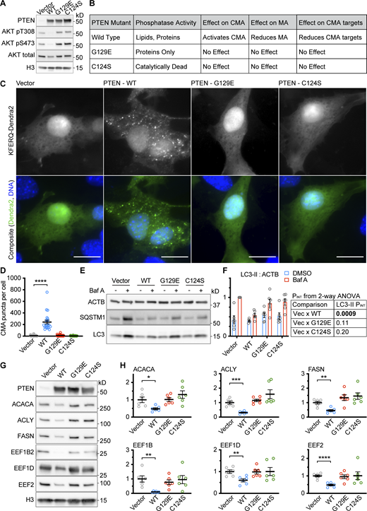 Data supportingFig. 1—the effects of PTEN on CMA are reproducible in an additional cell type. NIH3T3 cells were transduced with a pHAGE lentiviral vector containing either an empty multiple cloning site, PTENWT, PTENG129E or PTENC124S. (A) Western blots showing effects of PTEN overexpression on AKT phosphorylation. (B) Summary table of results for this figure. (C) Fluorescent microscopy images of NIH3T3 cells expressing a KFERQ-Dendra2 CMA reporter transduced with control and PTEN vectors. (D) Quantification of C, showing only PTENWT caused an accumulation of CMA puncta. Data points are individual cells, pooled from at least three replicates, n = 34, 22, 42, 45 (for EV, WT, G129E, and C124S, respectively). (E) Western blots showing macroautophagic flux assays for each of the PTEN constructs. (F) Quantification of LC3-II levels in E, adjusted to ACTB loading control; n = 6 for each group. PINT displayed to the right of the graph is the interaction term from a two-way ANOVA showing whether or not the effects of Bafilomycin are modified by each PTEN construct. PTENWT, but not the other PTEN constructs reduce macroautophagic flux in NIH3T3 cells. (G) Western blots of CMA sensitive proteins ACACA, ACLY, FASN, EEF1B2, EEF1D, and EEF2, in NIH3T3 cells treated with an empty vector, or vectors expressing the different PTEN constructs. (H) Quantifications of proteins shown in G, adjusted by H3 loading control; n = 6 for each group. PTENWT causes a reduction in the protein abundance of CMA-sensitive proteins, but PTENG129E and PTENC124S do not. In some cases, there is a trend toward an increase in CMA sensitive proteins for PTENC124S consistent with previous studies suggesting that this mutant can have dominant negative effects. Scale bars are 20 μM. On all graphs, the solid bar shows the mean. Error bars are SEM. P values shown on graphs for Western blots are from two-tailed unpaired t tests. P values shown on graphs for CMA reporter puncta are from Kolmogorov–Smirnov tests. *P < 0.05, **P < 0.01, ***P < 0.001, ****P < 0.0001. Source data are available for this figure: SourceData FS1. Refer to the image caption for details.