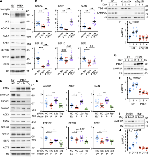 Data supportingFig. 1—the effects of PTEN on CMA-sensitive proteins are rescued by inhibiting lysosomal proteolysis or by knocking down Lamp2a. (A) Western blots of lysates from AML12 hepatocytes were transduced with either an empty lentiviral vector or one encoding PTEN, and then lysosomal proteolysis was inhibited with 100 μM leupeptin and 20 mM ammonium chloride. CMA-sensitive proteins ACACA, ACLY, FASN, EEF1B2, EEF1D, and EEF2 were assessed for changes. (B) Quantification of blots in A, adjusted to H3 loading control; n = 8 for each group. (C) Western blots of lysates from AML12 hepatocytes that were chemically transfected with negative control siRNA or siRNA targeting Lamp2a or Tsg101 and then transduced with either an empty lentiviral vector or one encoding PTEN. (D) Quantifications of protein levels from C, adjusted to H3 loading control; n = 8 for each group. (E) Western blots of lysates from AML12 hepatocytes that were chemically transfected at ∼50% confluence with negative control siRNA or siRNA targeting Lamp2a or Tsg101, and then harvested at day 2, 3, or 4 after transfection. (F) Quantification of LAMP2A blot in E, adjusted to H3 loading control; n = 7 for each group. (G) Western blots of lysates from AML12 hepatocytes were transduced at ∼50% confluence with either an empty lentiviral vector or one encoding PTEN and then harvested at day 2, 3, or 4 after transfection. (H) Quantification of LAMP2A blot from G, adjusted to H3 loading control. (I) Western blots of lysates from AML12 hepatocytes were treated with 5 μM buparlisib at 50% confluence and harvested at time points of 0, 24, and 48 h. (J) Quantification of LAMP2A blot from I, adjusted to H3 loading control; n = 8 for each group. Bars on graphs show the mean. Error bars are SEM. P values shown on graphs in B and D are from two-tailed unpaired t tests. “PInt” shown in F, H, and J is the interaction term P value from a “full model” two-way ANOVA. *P < 0.05, **P < 0.01, ***P < 0.001, ****P < 0.0001. Source data are available for this figure: SourceData FS2. Refer to the image caption for details.