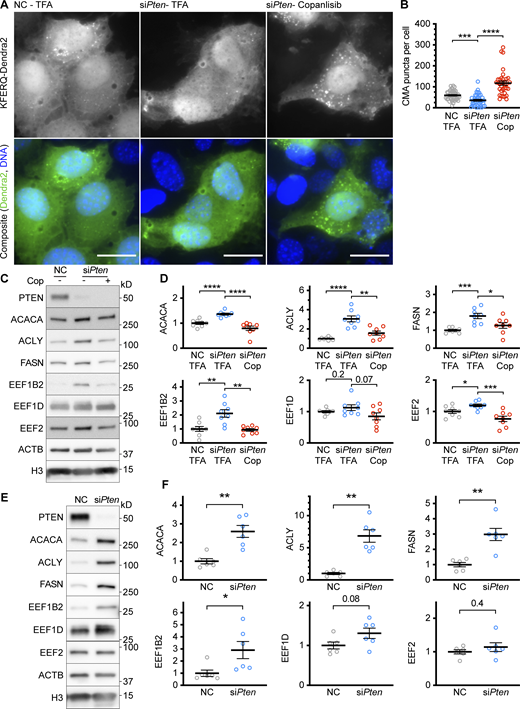 Data supportingFig. 2—Additional controls for the effects of siPten on CMA. (A) Fluorescent microscopy images of AML12 cells expressing a KFERQ-Dendra2 CMA reporter that were chemically transfected with the indicated siRNAs, and then treated with 100 nM copanlisib (Cop) or TFA solvent control. (B) Quantifications of CMA puncta from A, show that puncta were reduced by siPten and rescued by copanlisib treatment. Data points are individual cells, pooled from at least three replicates, n = 44, 40, 35 (for NC.TFA, siPten.TFA, and siPten.Cop, respectively). (C) Western blots showing the effects of siPten and copanlisib rescue on CMA-sensitive proteins. (D) Quantification of blots, as shown in C, adjusted to H3 loading control; n = 8 for each group. (E) Western blots of lysates from NIH3T3 cells treated with siPten or negative control siRNA, examining for changes in CMA-sensitive proteins. (F) Quantifications of protein levels for the experiment described in E, adjusted to H3 loading control; n = 6 for each group. Scale bars are 20 μM. On all graphs, the solid bar shows the mean. Error bars are SEM. P values shown on graphs for Western blots are from two-tailed unpaired t tests. P values shown on graphs for CMA reporter puncta are from Kolmogorov–Smirnov tests. *P < 0.05, **P < 0.01, ***P < 0.001, ****P < 0.0001. Source data are available for this figure: SourceData FS4. Refer to the image caption for details.