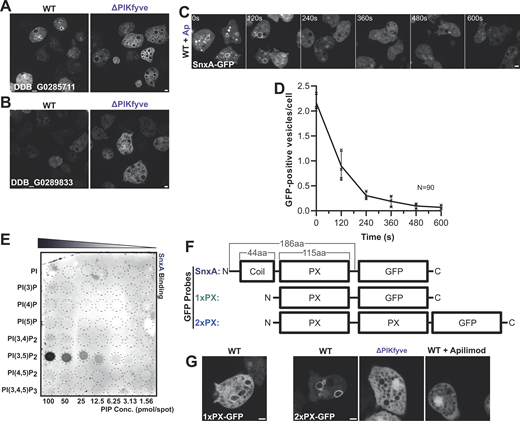 Identification of SnxA as a PI(3,5)P2reporter. (A and B) Expression of GFP-fusions of PX-domain-containing proteins in WT and ΔPIKfyve Ax3 Dictyostelium. DDB_G0285711 (A) localized to large vesicles in both cells, whereas DDB_G0289833 (B) was completely cytosolic in ΔPIKfyve. (C) Timelapse of DDB_G0289833 (SnxA)-GFP localization in Ax2 cells after addition of the PIKfyve inhibitor apilimod (3 μM). (D) Quantification of the number of SnxA-GFP vesicles per cell. >90 cells measured per time-point; data show mean ± SEM of three independent experiments. (E) Representative PIP array using lysates from WT cells expressing SnxA-GFP and probed with anti-GFP antibody. (F) Schematics of SnxA-GFP, 1xPX-GFP, and 2xPX-GFP. (G) Representative images of their localization in the cells indicated. 1xPX-GFP remained predominately cytosolic in WT cells, whereas 2xPX-GFP localized strongly to large vesicles, which was lost in ΔPIKfyve and apilimod treated cells. All scale bars = 2 μm. Source data are available for this figure: SourceData F1. Refer to the image caption for details.
