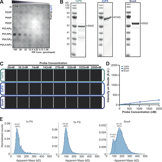 SnxA does not bind PI(5)P. (A) PIP array performed using lysates from WT cells expressing 2xPX-GFP and probed with anti-GFP antibody. (B) Coomassie-stained SDS-PAGE gels of recombinant GFP fusion SnxA probes used for lipid binding assays. (C) Representative images of SnxA probe titrated against PI(5)P-containing membrane-coated beads. (D) This is quantified and plotted as the mean ± SD from three independent experiments. (E) Mass photometry analysis of recombinant SnxA fusions. Note that exact molecular weights of native proteins are inaccurate below ∼100 kD using this technique. Source data are available for this figure: SourceData FS1. Refer to the image caption for details.