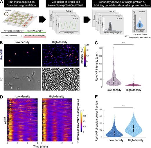 Rev-erbα basal expression and circadian oscillations depend on cell density. (A) Schematics of the systematic computational analysis pipeline used to calculate the circadian power fraction (cpf) of a population of cells expressing RevVNP and H2B-mCherry and imaged during 72 h via time-lapse confocal microscopy. (B) Confocal microscopy (top) and phase contrast (PC; bottom) images of RevVNP-expressing cells grown at low (left) and high (right) density. Scale bar, 50 µm. (C) Violin plots representing the distribution of the single-cell RevVNP intensities of low- and high-density populations of a typical experiment of 14; n = 112 cells and n = 622 for low density and high density, respectively; medians and interquartile ranges are depicted as white circles and black bars, respectively. Two-sided Wilcoxon rank sum test; **** indicates a P value < 0.0001. Full P values are reported in Table S1. (D) Raw data of the RevVNP intensities over time, represented in kymograph style, of 325 cells grown and tracked under low- or high-density conditions, from a representative experiment of 14. The single tracks are ordered from lower (top) to higher (bottom) circadian power fraction and aligned along the time axis according to maximum cross-correlation with the median track. (E) Violin plots representing the distribution of the single-cell RevVNP circadian power fraction of low- and high-density populations; n = 2,726 and 2,389 cells, respectively, from four experiments; medians and interquartile ranges are depicted as white circles and black bars, respectively. Two-sided Wilcoxon rank sum test; **** indicates a P value <0.0001. Full P values are reported in Table S1.