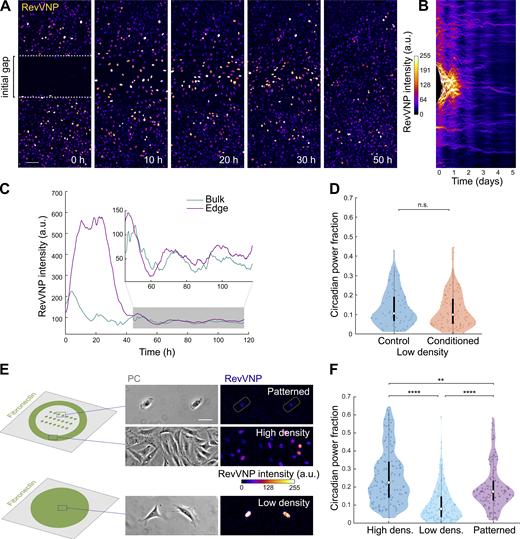 Rev-erbα circadian oscillations do not depend on cell–cell adhesions or paracrine signaling. (A) RevVNP-expressing cells were cultured in two adjacent compartments separated by a barrier until they reached high density. Next, the barrier was removed, and time-lapse confocal microscopy was performed during and after gap closure every 15 min for 5 d. A sequence of time-lapse images corresponding to the closure of the gap is shown. The prior location of the barrier is depicted in the left image as a white dashed line. Scale bar, 100 µm. (B) Kymograph representing the average RevVNP intensity per time point of all the cells from A along the x axis. The same kymograph with a dynamic range that enhances the fluorescence of the bulk after the gap closure is shown in Fig. S2 D. (C) Average RevVNP intensity over time of the cells at the edge in comparison to those residing in the confluent zone. The inset shows a magnification of the area shaded in gray. This figure shows an example of n = 6 independent experiments. (D) Violin plots representing the distribution of the single-cell RevVNP circadian power fractions of low-density cells grown in fresh medium and conditioned medium; n = 72 and 116 cells, respectively, from three experiments; medians and interquartile ranges are depicted as white circles and black bars, respectively; two-sided Wilcoxon rank sum test; P value = 0.4168. (E) Schematics of the strategy followed to isolate single cells via micropatterning of fibronectin on glass. On the right, phase contrast (PC) and confocal microscopy images of RevVNP cells in stadium-shaped patterns (top), confluent cells cultured in the same well (middle), and non-confined cells cultured on a homogenous fibronectin-coated surface in a density as low as that of the micropatterned cells (bottom). Scale bar, 50 µm. (F) Violin plots representing the distribution of the single-cell RevVNP circadian power fractions of the conditions depicted in E; n = 121, 174, and 115 cells for the high-density, low-density, and micropatterned cells, respectively, from three experiments; medians and interquartile ranges are depicted as white circles and black bars, respectively. Two-sided Wilcoxon rank sum test; ** indicates P value <0.01; **** indicates P values <0.0001. Full P values are reported in Table S1.