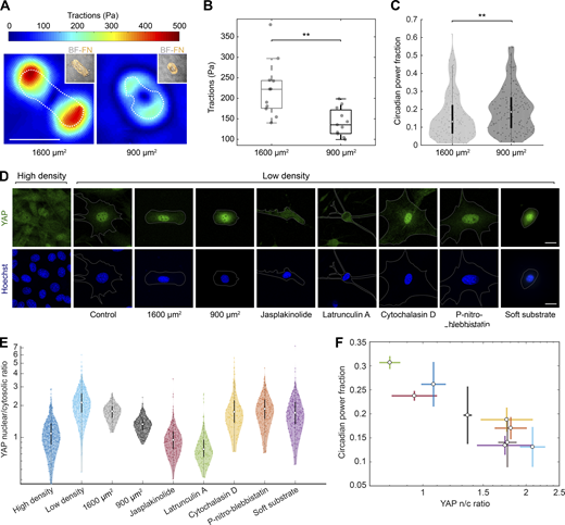 Rev-erbα circadian power fraction anticorrelates with nuclear YAP. (A) Representative maps of traction force modulus on micropatterns of 1,600 and 900 µm2. The dashed line indicates the contour of the cell. Inset: brightfield (BF) image of corresponding cell and fibronectin (FN) micropattern (orange). Scale bar is 50 µm. (B) Box plot representing the mean traction force modulus of cells on micropatterns of 1,600 and 900 µm2. Two sample t test; ** indicates P value <0.01. (C) Violin plots representing the distribution of the single-cell RevVNP circadian power fractions of cells cultured in fibronectin stadium-shaped micropatterns of 1,600 and 900 µm2; n = 154 and 161, respectively, from four experiments; medians and interquartile ranges are depicted as white circles and black bars, respectively. Two-sided Wilcoxon rank sum test; ** indicates P value <0.01; full P values are reported in Table S1. (D) Confocal microscopy images of cells under different conditions (high-density control, low-density control, micropatterned cells of 1,600 and 900 µm2, low-density treated for 24 h with jasplakinolide 1 µM, latrunculin A 200 nM, cytochalasin D 1 µM, para-nitro-blebbistatin 10 µM, and low-density cells grown on polyacrylamide gels with a stiffness of 300 Pa). The cells were stained with an anti-YAP antibody (green, top) and Hoechst (blue, bottom); the cell perimeter is represented with a dashed white line. Scale bar, 20 µm. (E) Violin plots representing the distribution of the single-cell YAP nuclear to cytosolic ratios for the conditions depicted in C; n = 554, 589, 208, 331, 203, 171, 238, 153, and 315 cells, respectively, from three to seven experiments depending on the condition. Medians and interquartile ranges are depicted as white circles and black bars, respectively. The P values of the comparisons of every condition against the low-density, obtained with a two-sided Wilcoxon rank sum test, are represented in Table S1. (F) Correlation between circadian power fraction and YAP nuclear to cytosolic (n/c) ratio of all the aforementioned conditions. The values represented are the means of the medians of each independent experiment for every condition. The error bars refer to the corresponding SD. Pearson’s correlation coefficient is r = −0.93 with a P value of 0.0003. Refer to the image caption for details.