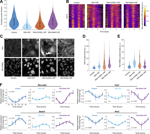 YAP perturbs the circadian clock via TEAD. (A) Violin plots representing the distribution of the single-cell RevVNP circadian power fractions of YAP-overexpressing cells carrying different mutations and the control; n = 6,466, 440, 5,320, and 4,571 for control, 5SA-YAP, 5SA-CCDEL-YAP, and 5SA-S94A-YAP, respectively, from five independent experiments; medians (0.21, 0.09, 0.13, and 0.19) and interquartile ranges are depicted as white circles and black bars, respectively. Two-sided Wilcoxon rank sum test; all comparisons show statistically significant differences; full P values are reported in Table S1. (B) Raw data of the RevVNP intensities over time, represented in kymograph style, of 440 cells grown and tracked under low- or high-density conditions, from a representative experiment of three. The single tracks are ordered from less (top) to more (bottom) circadian power fraction and aligned along the time axis according to maximum cross-correlation with the median track. (C) Confocal microscopy images of control, 5SA-YAP, 5SA-CCDEL-YAP, and 5SA-S94A-YAP cells immunostained for YAP (left) and a REV-ERBα (right). All images are displayed under the same brightness and contrast settings. Scale bar, 20 µm. (D and E) Violin plots representing the single-cell levels of nuclear YAP (D) and nuclear REV-ERBα (E) for all the conditions depicted in C. n = 294, 400, 383, and 393 for control, 5SA-YAP, 5SA-CCDEL-YAP, and 5SA-S94A-YAP, respectively, from three independent experiments. Medians (21.99, 36.35, 50.13, and 50.77 for YAP; 30.75, 61.89, 45.58, and 36.51 for REV-ERBα) and interquartile ranges are depicted as white circles and black bars, respectively. Two-sided Wilcoxon rank sum test; all comparisons show statistically significant differences; full P values are reported in Table S1. (F) mRNA expression of Rev-erbα, Bmal1, Cry1, and Per2 in high-density cells subjected to constitutive overexpression of an empty vector (control), 5SA-YAP, and 5SA-S94A-YAP, measured by RT-qPCR. The values refer to the logarithms of the fold change relative to the first time point in the control condition. Cells were synchronized with a 2-h horse serum shock. The first time point corresponds to cells collected 24 h after the shock. The graphs represent the mean of n = 3 biological repeats, and the error bars represent the SD. The depicted sinusoidal fits and the statistical analysis were performed using single cosinor analysis. The reported P values (P) refer to an F test against a null hypothesis of zero amplitude. Exact values are listed in Table S1.