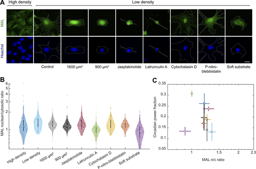 Rev-erbα circadian power fraction does not correlate with nuclear MAL. (A) Confocal microscopy images of cells under different conditions (high-density control, low-density control, micropatterned cells of 1,600 and 900 µm2, low-density treated for 24 h with jasplakinolide 1 µM, latrunculin A 200 nM, cytochalasin D 1 µM, para-nitro-blebbistatin 10 µM, and low-density cells grown on polyacrylamide gels with a stiffness of 300 Pa). The cells were stained with an anti-MAL antibody (green, top) and Hoechst (blue, bottom); the cell perimeter is represented with a dashed white line. Scale bar, 20 µm. (B) Violin plots representing the distribution of the single-cell MAL nuclear to cytosolic ratios of the conditions depicted in A; n = 215, 254, 208, 332, 163, 140, 165, 157, and 162, respectively, from three to four experiments depending on the condition. Medians and interquartile ranges are depicted as white circles and black bars, respectively. The P values of the comparisons of every condition against the low-density, obtained with a two-sided Wilcoxon rank sum test, are represented in Table S1. (C) Dependence of circadian power fraction with MAL nuclear to cytosolic ratio of all the aforementioned conditions. The values represented are the means of the medians of each independent experiment for every condition. The error bars refer to the corresponding SD. Pearson’s correlation coefficient is r = −0.19 with a P value of 0.63.