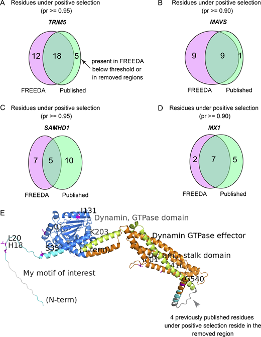 Pipeline validation at the level of single residues. (A)TRIM5 analysis of 16 species with 96% coding sequence (CDS) coverage as compared with Sawyer et al. (2005) and van der Lee et al. (2017). (B)MAVS analysis of 19 species with 97% CDS coverage as compared with Patel et al. (2012). (C)SAMHD1 analysis of 18 species with 92% CDS coverage as compared with Laguette et al. (2012), Lim et al. (2012), and van der Lee et al. (2017). (D)MX1 analysis of 18 species with 97% CDS coverage as compared with Mitchell et al. (2012). See Table S3 for detailed analyses. Only the number of residues from M8 vs. M7 analysis are reported (see Materials and methods for details). Comparisons are made using similar phylogenetic branches of Simiiformes (hominoids, Old World monkeys, and New World monkeys) in most cases. Probability thresholds are set to match those used by the referenced studies. Number of species used varies due to the elimination of incomplete sequences from FREEDA analyses. Magenta ellipses, number of sites matching the threshold found by FREEDA; green ellipses, number of published sites. (E) Raw FREEDA-annotated image of the MxA protein. Note the region removed from the analysis due to alignment uncertainty (dark grey arrowhead) where four residues under positive selection have previously been identified (Mitchell et al., 2012).
