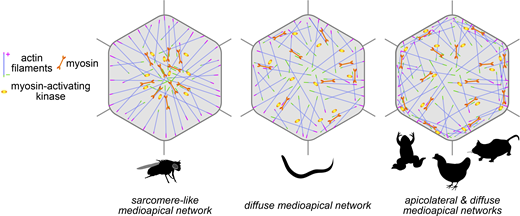 Actomyosin architectures driving apical constriction in diverse biological contexts. Illustrations depicting actin filament polarization and localization of myosin and myosin-activating kinase in the Drosophila ventral furrow, C. elegans gastrulation, and other contexts of apical constriction in Xenopus, chick, and mouse (see Table S1 for additional details).