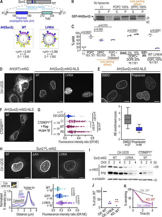 Sun2 contains a membrane binding amphipathic helix that is sensitive to the INM lipid environment. (A) Schematic of N-terminal region of Sun2 highlighting predicted amphipathic helix (AH; residues 155–180) and mutation of bulky hydrophobic residues. Helical wheel projections generated by HeliQuest with hydrophobic moment <µH>, net charge z, and the discriminant factor D. (B and C) Representative image of coomassie stained gel of indicated in vitro purified proteins after liposome-cosedimentation assays with indicated lipid compositions. Arrowhead: GST-AH; Asterisk: purification byproduct. In C, percent of protein in pellet as a ratio of soluble fraction is shown. n = 3 or 4 experimental replicates. P values: ordinary one-way ANOVA followed by Tukey’s multiple comparisons test. (D) Spinning disk confocal images of live U2OS cells expressing indicated constructs. (E) Spinning disk confocal images of live U2OS cells expressing AH-mNG-NLS treated as indicated. Box plot: NE enrichment scores pooled from two independent experiments. n indicates the number of cells quantified. (F) Spinning disk confocal image of live CTDNEP1 KO cells expressing AH-mNG-NLS. (G) Plot of ER:NE fluorescence ratio of AH-mNG-NLS in indicated cells pooled from two or three independent experiments. n indicates the number of cells quantified. Bars indicate median. (H) Spinning disk confocal images of live U2OS cells expressing indicated constructs. Plot (left): Fluorescence intensity of mNG normalized to maximum fluorescence along line scan. Plot (right): ER:NE fluorescence ratio. P values, Kruskal–Wallis test followed by Dunn’s multiple comparisons test. n indicates the number of cells quantified. Bars indicate median. (I–K) Immunoblot of whole cell lysates from cells treated with cycloheximide for indicated hours expressing indicated constructs. In J, plot shows mNG level at 0 h (untreated cells). Each dot indicates an independent experiment. In K, plot shows n = 2 (2 h) or 3 (4 h) independent experiments. Mean (and SD where n = 3) shown. All scale bars: 10 µm. Source data are available for this figure: SourceData F3.
