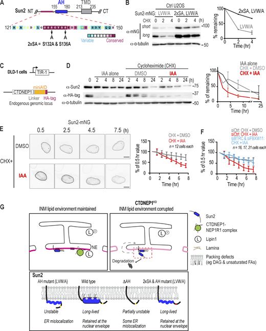 Proteasomal degradation of Sun2 occurs locally at the NE and involves its membrane-binding amphipathic helix. (A) Schematic of human Sun2 with amino acid residues 121–150 highlighted with colors representing ConSurf conservation scores of vertebrate Sun2 protein sequences. (B) Immunoblot of whole cell lysates from cells expressing indicated constructs. Plot shows n = 2 or 3 (LVW/A, 4 h) independent experiments. Mean (and SD where n = 3) shown. (C) Schematic of CTDNEP1^mAID-HA. (D) Immunoblot of whole cell lysates from DLD-1 OsTIR-1 CTDNEP1(EN)-mAID-HA cells treated as indicated. Plot shows normalized Sun2 levels of n = 2 (IAA alone and all 2 h) or three independent experiments. Mean (and SD where n = 3) shown. (E and F) Time-lapse confocal images of transiently expressing Sun2-mNG in live DLD-1 CTDNEP1^mAID-HA cells stably expressing OsTIR-1, treated as indicated. Plots show mNG fluorescence intensity at nuclear rim as % of the value at 0.5 h. n indicates the number of cells quantified pooled from two independent experiments. Scale bar, 10 µm. (G) Schematic model representation showing that the AH of Sun2 linked to local proteasomal degradation contributes to the retention of Sun2 at unique subdomains of the INM maintained by CTDNEP1 control of lipin 1(left). Bottom: Alterations in the membrane properties of the INM leads to weak association of the Sun2 AH to membrane lipids and exposes upstream “Ser-cluster” necessary to target Sun2 to proteasomal degradation. Source data are available for this figure: SourceData F4.