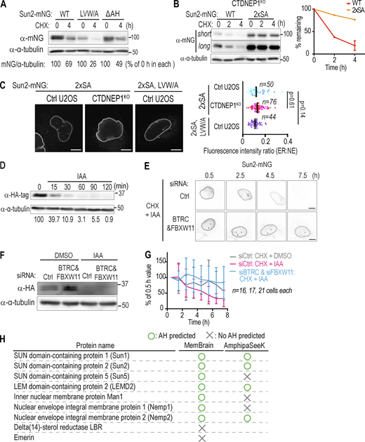 Mutation in the AH and serine rich regions of Sun2 affect its protein stability, dependence of Sun2 protein stability on SCFbTRCP and presence of predicted AH sequences in other NE-associated proteins, related to Fig. 4.(A) Immunoblot of cell lysates from ctrl U2OS cells transiently expressing indicated Sun2:mNG constructs following cycloheximide treatment (CHX) for indicated hours (h). (B) Immunoblot of cell lysates from CTDNEP1 KO cell line expressing indicated constructs treated with cycloheximide for indicated hours (h). Both short and long exposures are shown. Plots represent the intensity of bands from immunoblots as normalized to 0 h for each condition. WT are replicas of Fig. 3 K. N = 2 for all conditions (except N = 3 for wild type, 4 h) independent experiments. Mean (and SD where N = 3) shown. (C) Spinning disk confocal images of live U2OS cells expressing indicated Sun2-mNG constructs. Plots represent ER:NE ratio of mNG fluorescence intensity. Dots are color-coded according to experimental replicates. P values: Kruskal–Wallis test followed by Dunn’s multiple comparisons test. n indicates the number of cells that were quantified. Bar indicates median. (D) Immunoblot of cell lysates from DLD-1 OsTIR-1 CTDNEP1(EN)-mAID-HA cell line treated as indicated. Values at the bottom show quantification of bands with antibodies against -HA-tag, normalized to bands with antibodies against α-tubulin and shown as % of 0 min. (E) Representative time-lapse images cells treated with CHX + IAA in Fig. 4 F. (F) Immunoblot of cell lysates from DLD-1 OsTIR-1 CTDNEP1(EN)-mAID-HA cell line treated with indicated siRNAs and then with IAA for 2 h. (G) Time-lapse confocal live images of DLD-1 OsTIR-1 CTDNEP1EN-mAID-HA cells transiently expressing Sun2-mNG, treated as indicated. mNG fluorescence intensity in ER region is shown as a percent of the value at 0.5 h (mean and SD). n indicates the number of cells that were quantified. Data were pooled from two independent experiments. (H) Table of presence of predicted AHs in human NE-associated proteins by MemBrain and AmphipaSeek. Scale bars, 10 µm. Source data are available for this figure: SourceData FS5. Refer to the image caption for details.