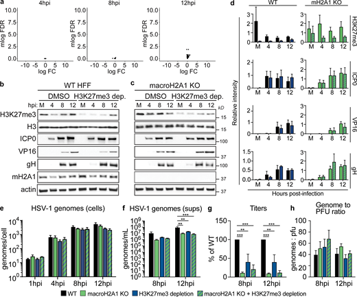 HSV-1 requires heterochromatin marks macroH2A1 and H3K27me3 for progeny production but not replication or protein production. (a) Volcano plots comparing differential viral RNA levels between WT and macroH2A1 KO HFF-T cells from RNA-seq at 4, 8, and 12 hpi. N = 3 biological replicates. Genes are plotted with log(Fold Change) on x-axis and −1 × log(False Discovery Rate) plotted on the y-axis. Points without significant change in expression are plotted in black, significant reduction in expression are plotted in blue, and significant increase in expression are plotted in red. There are no significantly changing genes. (b) Representative Western blots of proteins were shown as indicated upon H3K27me3 depletion or DMSO control–treated HFF-T cells during HSV-1 infection at mock-infected (M) or 4, 8, and 12 hpi. Actin and H3 are shown as loading controls. (c) Representative Western blots as in b for macroH2A1 KO HFF-T cells. (d) Mean relative intensity of H3K27me3, ICP0, VP16, and gH normalized to H3 quantified from Western blots as in b and c as indicated from WT or macroH2A1 KO. Error bars represent ± SD of three biological replicates. (e) Droplet digital (ddPCR) quantification of HSV-1 genomes extracted from infected cells as indicated for each time point. Error bars represent the SEM of three biological replicates. No significance by Dunnett's multiple comparisons test. (f) ddPCR quantification of HSV-1 genomes released from cells treated as indicated and isolated from supernatants (sups). Error bars represent the SEM of three biological replicates, **P < 0.01, ***P < 0.001 by Dunnett’s multiple comparisons test. (g) Infectious progeny produced from HSV-1 infected cells treated as indicated and quantified by plaque assay. Viral yield is indicated as the percent yield compared to WT at each indicated time point. Error bars represent the SEM of three biological replicates, **P < 0.01, ***P < 0.001 by Dunnett's multiple comparisons test. (h) Genome to PFU ratio 8 and 12 hpi in indicated conditions as measured by paired plaque assays and ddPCR of genomes isolated from supernatants as in f. Error bars represent the SEM of three biological replicates, no significance by Dunnett’s multiple comparison test. Source data are available for this figure: SourceData F3.