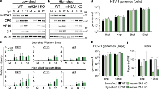 Clinical HSV-1 isolates also require heterochromatin mark macroH2A1 for progeny production but not replication or protein production. (a) Western blots of proteins as indicated for mock (M) 4, 8, and 12 hpi in WT and macroH2A1 KO cells infected with a low-shedding HSV-1 clinical isolate. (b) Western blot as in a for a high-shedding HSV-1 clinical isolate. (c) Mean relative intensity of ICP0, VP16, and gH from low-shed (top) or high-shed (bottom) clinical isolate Western blots. Error bars represent ± SD of three biological replicates, no significance by unpaired t test. (d) ddPCR quantification of HSV-1 genomes extracted from infected cells as indicated for each time point in WT and macroH2A1 KO cells infected with HSV-1 low- and high-shedding clinical isolates. Error bars represent the SEM of three biological replicates. No significance by Tukey’s multiple comparisons test. (e) ddPCR quantification of HSV-1 genomes released from cells infected with clinical isolates of HSV-1 as indicated and isolated from supernatants (sups). Error bars represent the SEM of three biological replicates. No significance by Tukey’s multiple comparisons test. (f) Infectious progeny of cells as indicated infected with clinical HSV-1 isolates quantified by plaque assay. Viral yield is indicated as the percent yield compared to WT, error bars represent the SEM of three biological replicates, *P < 0.05, **P < 0.01 by Tukey’s multiple comparisons test. Source data are available for this figure: SourceData F4. Refer to the image caption for details.