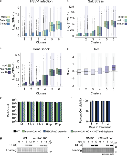 Clusters with more macroH2A1 and decreasing transcription during HSV-1 infection also show less transcription after salt stress or heat shock and correlate with active compartments. (a) 4sU-RNA counts for genes from Hennig et al. (2018) overlapping with clusters from Fig. 2 shown as box plots. Kolmogrov–Smirnov test (in R) was performed comparing logCPM values of genes at each time point with logCPM values of genes from the mock dataset for each cluster. The P values were corrected for multiple testing, and the time points and clusters with corrected P value <0.05 are shaded. For all box plots in this figure, lower and upper hinges correspond to the first and third quartiles (the 25th and 75th percentiles). The upper whisker extends from the hinge to the largest value no further than 1.5 * IQR from the hinge (where IQR is the interquartile range, or distance between the first and third quartiles). The lower whisker extends from the hinge to the smallest value at most 1.5 * IQR of the hinge. Data beyond the end of the whiskers are called “outlying” points and are plotted individually. (b) Replicate RPKM values from published 4sU-RNA-seq data (Hennig et al., 2018; GSE100469) from HFF treated with 80 mM KCl (increase in final concentration) for 1 and 2 h were converted to TPM, averaged, and intersected with gene lists for each of the six clusters. The distribution of the log2(TPM+1) for genes in each cluster is shown as boxplots. (c) Same as b for heat stress (44°C) also from GSE100469. (d) Box plots of Hi-C eigenvector scores of regions overlapping with clusters from Fig. 2. The Hi-C compartment eigenvector scores were obtained from 4DN project website. Wilcoxon signed rank test with alternate hypothesis that the true location is not equal to 0 was performed on the distribution of eigenvector scores for each cluster. The P values were corrected for multiple testing, and the clusters with corrected P value <0.05 are shaded. Bonferroni correction was used for P value adjustments. (e) Cell counts for experiments as described in Fig. 3, b–h. N = 3 biological replicates. No significance by paired t-test. Error bars represent the SEM of three biological replicates. (f) Cell viability of HFF-T in DMSO or 10 µM Tazemetostat for 4 d posttreatment. N = 3 biological replicates. No significance by paired t test. Error bars represent the SEM of three biological replicates. (g) Representative Western blots of HSV-1 protein UL34 in WT and macroH2A1 KO HFF-T cells during HSV-1 infection at mock-infected (M) or 4, 8, and 12 hpi. Actin is shown as the loading control. (h) Representative Western blots of HSV-1 protein UL34 in WT and H3K27me3 depleted cells during HSV-1 infection at mock-infected (M) or 4, 8, and 12 hpi. Ponceau stain is shown as the loading control. Source data are available for this figure: SourceData FS4.