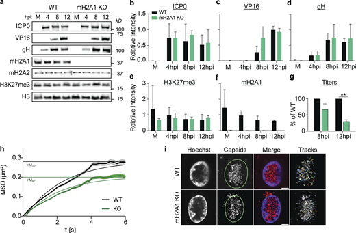 MacroH2A1 is also required for efficient viral egress, but not protein production, in RPE cells. (a) Western blot of proteins as indicated in mock(M) or 4, 8, and 12 hpi in WT and macroH2A1 KO RPE cells. H3 is shown as a loading control. (b) Mean relative intensity of ICP0 over H3 at indicated time points during HSV-1 infection in WT or macroH2A1 KO RPEs as in a. Error bars represent ± SD from three biological replicates. (c) Same as b for VP16. (d) Same as b for gH. (e) Same as b for H3K27me3. (f) Same as b for macroH2A1. (g) Infectious progeny produced by WT or macroH2A1 knockout RPE cells quantified by plaque assay on cell-free supernatant. Viral yield calculated as in Fig. 3 g for conditions as indicated, **P < 0.01 by unpaired t test. Error bars represent the SEM of three biological replicates. (h) Average MSD plots ± SEM of nuclear capsid tracks in HSV-1 mCherry-VP26 infected WT or macroH2A1 KO RPE cells at 8 hpi. Non-linear fits of mean MSD plots and exponential plateau as dotted lines (YM) are indicated. (i) Representative live-cell images of HSV-1 mCherry-VP26 infected WT or macroH2A1 KO RPE nuclei at 6 hpi and corresponding tracks from single-particle tracking used for MSD analysis in h. Scale bar is 5 µm. Source data are available for this figure: SourceData FS5.