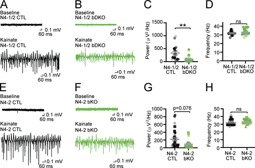 γ-oscillations in acute slices from Nedd4 brain-specific knockout mice. (A–D) Reduced power of γ-oscillations in Nedd4-1f/f;Nedd4-2f/f;EMX-Cre (N4-1/2 bDKO) mice. Representative recordings in CA3 hippocampal regions of acute brain slices from Nedd4-1f/f;Nedd4-2f/f (N4-1/2 CTL) (A) and N4-1/2 bDKO (B) mice before (baseline) and during (Kainate) induction of γ-oscillations with 100 nM kainate. Average powers (C) and frequencies (D) of γ-oscillations in N4-1/2 CTL (black dots) and N4-1/2 bDKO (green dots). (E–H) Reduced power of γ-oscillations in Nedd4-2f/f;EMX-Cre (N4-2 bKO) mice. Representative recordings in the CA3 region of hippocampus slices from Nedd4-2f/f (N4-2 CTL) (E) and N4-2 bKO (F) mice before (Baseline) and during (Kainate) the application of 100 nM kainate. Average powers (G) and frequencies (H) of γ-oscillations in N4-2 CTL (black dots) and N4-2 bKO (green dots). Different tones and shapes of dots in dot plots in C, D, G, and H represent data from different mice. Numbers of recorded slices (n) and the animal number (N); (C and D), n = 16 and N = 3 for N4-1/2 CTL, n = 21 and N = 3 for N4-1/2 bDKO; (G and H), n = 29 and N = 6 for N4-2 CTL, n = 25 and N = 5 for N4-2 bKO. Results are shown as mean ± SEM. **, 0.001 < P < 0.01; *, 0.01 < P < 0.05; ns, 0.05 < P (two-tailed nested t test). Data distribution was assumed to be normal but this was not formally tested. See also Fig. S1 and Table S2.