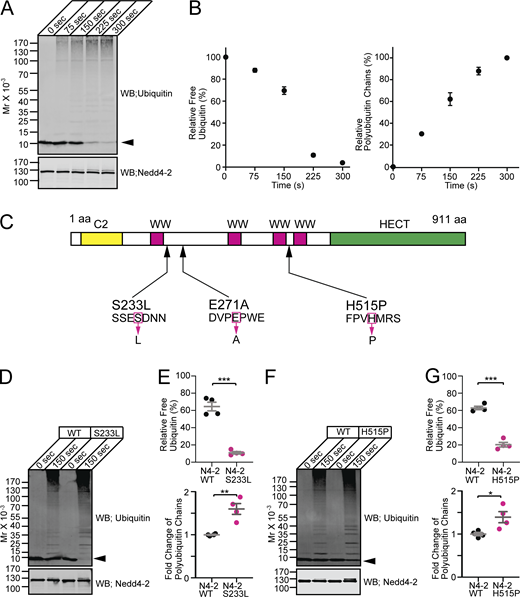 Polyubiquitin chain formation activities of Nedd4-2 WT, S233L, and H515P mutants. (A) Time course of ubiquitination using recombinant wild-type Nedd4-2 (Nedd4-2 WT). Purified Ub was incubated with ATP, E1, E2, and Nedd4-2 WT for indicated durations. Samples were subjected to Western blotting using anti-Ub (top panel) and anti-Nedd4-2 (bottom panel) antibodies. Note the time-dependent polyUb chain formation at the expense of free Ub (arrowhead). (B) The average time course of the depletion of free Ub (left) and formation of polyUb chains (right) in in vitro ubiquitination assay in A (n = 3 replicates). (C) Scheme of human Nedd4-2 and epileptic missense mutants. (D–G) S233L (D and E) and H515P (F and G) missense point mutants of Nedd4-2 cause gain-of-function of the catalytic activity. (D and F) Representative images of Western blotting using anti-Ub (upper panel) and anti-Nedd4-2 (lower panel) antibodies for in vitro ubiquitination assay samples using Nedd4-2 WT and mutants (S233L in D and H515P in F). Arrowheads, free Ub. (E and G) Quantifications of relative free Ub (top dot plots) and formation of polyUb chains relative to N4-2 WT (bottom dot plots) after 150 s incubation. Nedd4-2 WT (black dots) and Nedd4-2 mutants (magenta dots). Results are shown as mean ± SEM. The number of experiments are four for each set of experiments. ***, P < 0.001; **, 0.001 < P < 0.01; *, 0.01 < P < 0.05 (two-tailed Student’s t test). Data distribution was assumed to be normal, but this was not formally tested. See also Table S2.