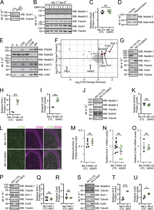 Screening for proteins upregulated in Nedd4-1/2 brain-specific knockout mice. (A) Specificity of anti-GluA1 antibody verified with cortical homogenates from CTL and GluA1 KO. (B and C) Quantitative Western blots with the anti-GluA1 antibody using cortical homogenates from N4-1/2 CTL and N4-1/2 bDKO mice. In C, black dots, N4-1/2 CTL; green dots, N4-1/2 bDKO. (D) Relative Nedd4-2 protein levels in the cortex and hippocampus in wild-type mice. (E) Protein profiles of PSD95, RabGDI, Nedd4-2, EAAT2, Kir4.1, and Cx43 in subcellular fractionated samples from wild-type mice. H, homogenate; S, soluble; CSS, crude synaptosome; SC/CSV, synaptic cytoplasm/crude synaptic vesicle; CSM, crude synaptic membrane; and SM, pure synaptic membrane fractions. (F) Scatter plot of relative protein abundance as quantified by mass spectrometry. The log2-transformed fold-change ratios between N4-1/2 bDKO and N4-1/2 CTL in the forward (y-axis) against reverse (x-axis) experiments were plotted. Black circles indicate proteins significantly changed in both experiments (significance B values <0.05). Color filling indicates proteins consistently upregulated (magenta) or downregulated (green) in the same direction in both experiments. (G) Representative Western blotting of cortical brain lysates from N4-1/2 CTL and N4-1/2 bDKO mice. Faint bands crossreacting with the anti-Nedd4-1 antibody in N4-1/2 bDKO samples in B and G are likely from cell types without Cre-expression (i.e., inhibitory neurons, blood cells, blood vessel cells, or microglia cells). (H and I) Levels of Kir4.1 (H) and Cx43 (I) in N4-1/2 CTL (black dots) and N4-1/2 bDKO (green dots). (J and K) Quantitative Western blotting using the anti-EAAT2 antibody showed no difference between cortical lysates from N4-1/2 CTL (black dots in K) and N4-1/2 bDKO (green dots in K). (L) Representative images of S100 β− and Draq5-stained CA3 regions of hippocampi from the control and N4-1/2 bDKO mice. Scale bars, 50 μm. (M) The number of S100β-positive cells (green channel in L) normalized to the number of Draq5-positive particles (magenta channel in L) showed no difference. (N and O) Kir4.1 (N) and Cx43 (O) mRNA levels were not significantly different in N4-1/2 CTL (black dots) and N4-1/2 bDKO (green dots). (P–U) Protein levels of Kir4.1 and Cx43 in Nedd4-1f/f; EMX-Cre (N4-1 bKO) and Nedd4-1f/f (N4-1 CTL) (P–R), and N4-2 bKO and N4-2 CTL (S–U) cortical lysates. Results are shown as mean ± SEM. Numbers of mice (n); (C), n = 5 for each genotype; (H and I), n = 3 for each genotype; (K), n = 5 for each genotype; (M), n = 5 for N4-1/2 CTL, n = 4 for N4-1/2 bDKO; (N), n = 9 for N4-1/2 CTL, n = 6 for N4-1/2 bDKO; (O), n = 3 for each genotype; (Q and R), n = 4 for each genotype; (T and U), n = 3 for each genotype. ***, P < 0.001; **, 0.001 < P < 0.01; *, 0.01 < P < 0.05; ns, 0.05 < P. Two-tailed Student’s t test. Data distribution was assumed to be normal, but this was not formally tested. See also Tables S1 and S2.