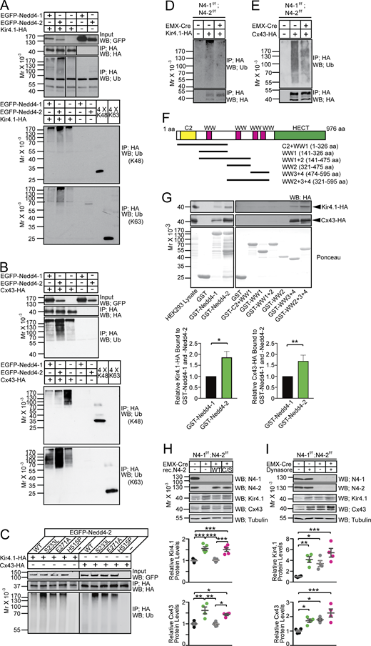 Biochemical characterization of Kir4.1 and Cx43 as substrates of Nedd4-2. (A and B) Kir4.1-HA (A) or Cx43-HA (B) was expressed in HEK293FT cells in the presence or absence of EGFP-tagged Nedd4 E3s. Levels of Nedd4 E3s were studied by an anti-GFP antibody (top panels). HA-tagged substrates were immunoprecipitated (IP) with an anti-HA antibody and subjected to Western blotting using anti-HA (second panel) and anti-Ub (third panel) antibodies. Note that increased smear signals cross-reacting the anti-Ub antibody when EGFP-Nedd4-1 (first lane) or EGFP-Nedd4-2 (second lane) were coexpressed. Lanes in the second and third panels in A were run on the same gel but were noncontiguous. Patterns of anti-Ub Western blotting differ between (A and B) because different anti-Ub antibodies were used. The same samples were blotted with anti-K48-linked and anti-K63-linked polyUb chain antibodies (bottom two panels in A and B). Equal amounts of K48- and K63-linked tetra Ub chains were loaded in the right two lanes for SDS-PAGE together with ubiquitination assay samples. Note that signals from K48-linked and K63-linked tetra Ub chains in the bottom two blots are comparable, indicating that the anti-K48 and anti-K63 antibodies have almost the same titers. (C) EGFP-Nedd4-2 with one of the missense mutations found in the epileptic patients was used for the HEK293FT cell-based ubiquitination assays. H536P corresponds to human H515P. (D and E) N4-1/2 CTL (EMX-Cre −) and N4-1/2 bDKO (EMX-Cre +) astrocytes were infected with lentivirus expressing Kir4.1-HA (D) or Cx43-HA (E). Immunoprecipitated HA-tagged proteins were analyzed by Western blotting with anti-Ub (upper panel) and anti-HA (lower panel) antibodies. Images are representative of at least two independent experiments. (F) Domain structure of Nedd4-2 (accession no. NM_001114386). The amino acid sequences covered by truncated mutants of Nedd4-2 are indicated. (G) Affinity purification experiment using purified GST-tagged Nedd4 E3s with Kir4.1-HA (top panels) and Cx43-HA (middle panels) expressed in and extracted from HEK293FT cells. Immobilized GST-tagged proteins are stained with Ponceau (bottom panels). More Kir4.1-HA and Cx43-HA bound to GST-Nedd4-2 than to GST-Nedd4-1 (third and fourth lanes in the left top and the left middle Western blotting panels; bottom bar diagrams). Images are representative of at least two independent experiments. (H) Rescue of Kir4.1 (third Western blotting panel) and Cx43 (fourth Western blotting panel) levels in N4-1/2 bDKO astrocytes (EMX-Cre +) over the control (EMX-Cre −) by re-expressing recombinant wild-type Nedd4-2 (rec.N4-2 WT) but not by the inactive mutant of Nedd4-2 (rec.N4-2 C/S). In dot plots, black dots, control astrocytes; green dots, N4-1/2 bDKO astrocytes; gray dots, N4-1/2 bDKO astrocytes expressing recombinant rec.N4-2 WT; magenta dots, N4-1/2 bDKO astrocytes expressing rec.N4-2 C/S. (I) Upregulation of Kir4.1 (third Western blotting panel) and Cx43 (fourth Western blotting panel) by blocking endocytosis using dynasore in cultured N4-1/2 CTL astrocytes (EMX-Cre −) but not in N4-1/2 bDKO astrocytes (EMX-Cre +). In dot plots, black dots, control astrocytes treated with vehicle; green dots, control astrocytes treated with 100 μM dynasore; gray dots, N4-1/2 bDKO astrocytes treated with vehicle; magenta dots, N4-1/2 bDKO astrocytes treated with 100 μM dynasore. Results are shown as mean ± SEM. The bar diagrams in G, n = 4 for Kir4.1-HA binding assay and n = 5 for Cx43-HA binding assay; the bot plot for Kir4.1 in H, n = 5 for each assay point; other plots, n = 4 for each assay point. ***, P < 0.001; **, 0.001 < P < 0.01; *, 0.01 < P < 0.05; no asterisk, 0.05 < P (one-way ANOVA with Tukey’s post-hoc test). Data distribution was assumed to be normal, but this was not formally tested. See also Tables S2.