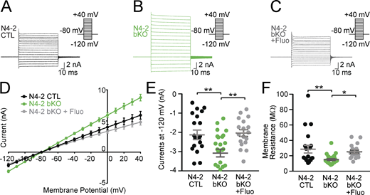 Kir4.1-dependent increase in membrane conductance in N4-2 bKO astrocytes. (A–C) Example current traces in N4-2 CTL astrocytes (A), N4-2 bKO astrocytes (B), and N4-2 bKO astrocytes treated with fluoxetine (Fluo) (C). Cells were voltage clamped at −80 and +10 mV voltage steps were applied from −120 to +40 mV during recording currents. (D–F) Quantifications of rescues of defects in N4-2 bKO by fluoxetine. (D) Voltage–current plots from N4-2 CTL (black trace), N4-2 bKO (green trace), and N4-2 bKO treated with fluoxetine (gray trace). (E and F) The current (E) and membrane resistance (F) at the membrane potential of −120 mV in N4-2 bKO (green dots) astrocytes were decreased as compared with N4-2 CTL astrocytes (black dots). Decreased currents (E) and membrane resistance (F) were restored to control levels by the application of Fluo in N4-2 bKO astrocytes (gray dots). Results are shown as mean ± SEM. Numbers of recorded cells (n) in D–F; n = 20 for N4-2 CTL, n = 26 for N4-2 bKO, n = 18 for N4-2 bKO + Fluo. **, 0.001 < P < 0.01; *, 0.01 < P < 0.05; no asterisk, 0.05 < P. (One-way ANOVA with Tukey’s post-hoc test for E and F). Data distribution was assumed to be normal, but this was not formally tested. See also Fig. S2 and Table S2.