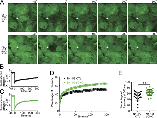 Augmented astrocyte coupling in the absence of Nedd4 E3s. (A) Representative images of FRAP live imaging experiments in N4-1/2 CTL (top panels) and N4-1/2 bDKO astrocytes (bottom panels). Primary astrocytes prepared from N4-1/2 CTL and N4-1/2 bDKO mice were loaded with calcein-AM. Calcein in the astrocytes indicated with arrows was bleached, and FRAP was recorded. Scale bars, 20 μm. (B and C) Time courses of FRAP at bleached cells in A for N4-1/2 CTL (B) and N4-1/2 bDKO (C) astrocytes. (D) Average FRAP time courses of N4-1/2 CTL (black trace) and N4-1/2 bDKO (green trace) astrocytes. (E) Average fluorescence recoveries at 300 s after bleaching. N4-1/2 bDKO showed a significant increase in the recovery of calcein fluorescence over N4-1/2 CTL. Results are shown as mean ± SEM. Numbers of imaged cells (n); n = 24 for N4-1/2 CTL, n = 23 for N4-1/2 bDKO. **, 0.001 < P < 0.01 (two-tailed Student’s t test). Normality of the distribution of was confirmed with the Kolmogorov–Smirnov test. See also Table S2.