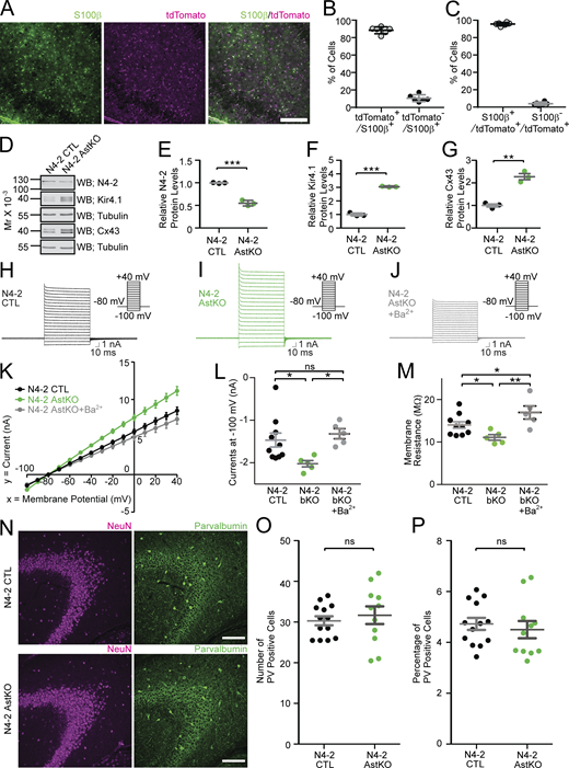 Characterization of astrocyte-specific N4-2 conditional KO. (A)Aldh1l1-CreERT2 mouse crossed with tdTomato-expressing Cre indicator mouse (Aldh1l1-CreERT2;ROSA26-tdTom) was injected with tamoxifen to induce Cre recombination with the same protocol used for Nedd4-2f/f;Aldh1l1-CreERT2 (N4-2 AstKO) mice. The hippocampal CA3 region was immunostained for an astrocyte marker S100β. Scale bar, 200 μm. (B) The efficiency of Cre recombination in astrocytes. 88.5 ± 1.5 (SEM) % of S100β-positive cells are also positive for tdTomato. (C) The specificity of Cre recombination. 95.1 ± 0.77 (SEM) % of tdTomato-expressing Cre-recombined cells are positive for S100β. The total number of cells counted in B and C is 898 altogether. Six images taken from three mice were analyzed. (D) Representative Western blotting results using cortical lysates from N4-2 CTL and N4-2 AstKO with antibodies to N4-2, Kir4.1, Tubulin, and Cx43. (E–G) Quantification of relative N4-2, Kir4.1, and Cx43 protein levels in cortical lysates. (H–M) An increase in plasma membrane currents in N4-2 AstKO was restored by blocking Kir4.1 with barium chloride (Ba2+). Experiments were performed in a way similar to those in Fig. 5. All mutants were crossed with ROSA26-tdTom. (H–J) Example trances of N4-2 CTL crossed with ROSA26-tdTom (H), N4-2 AstKO crossed with ROSA26-tdTom (I), and N4-2 AstKO crossed with ROSA26-tdTom and treated with Ba2+ (J). (K–M) Voltage-current plots (K), currents at −100 mV (L), and membrane resistance (M) from three conditions. (N–P) Unchanged number of parvalbumin-positive cells in N4-2 AstKO. (N) Representative images of N4-2 CTL (top panels) and N4-2 AstKO (bottom panels) hippocampal sections stained with anti-Neuronal Nuclei (NeuN) and anti-Parvalbumin (PV) antibodies. Scale bars, 300 μm. (O and P) Absolute numbers of PV-positive cells in each entire imaged field (O) and the percentages of PV-positive cells with respect to total NeuN-positive cells (P). The number of mice for (E–G) is three for each genotype. Numbers of recorded cells (n) in K–M; n = 10 for N4-2 CTL, n = 5 for N4-2 AstKO, n = 5 for N4-2 AstKO + Ba2+. Numbers of brain sections in O and P (n); n = 13 for N4-2 CTL, n = 11 for N4-2 AstKO. ***, P < 0.001; **, 0.001 < P < 0.01; *, 0.01 < P < 0.05; ns, 0.05 < P (two-tailed Student’s t test for E–G, O, and P; one-way ANOVA with Newman–Keuls test for L and M). The normality of the distribution was confirmed with the Kolmogorov–Smirnov or Shapiro–Wilk test. See also Table S2. Refer to the image caption for details.