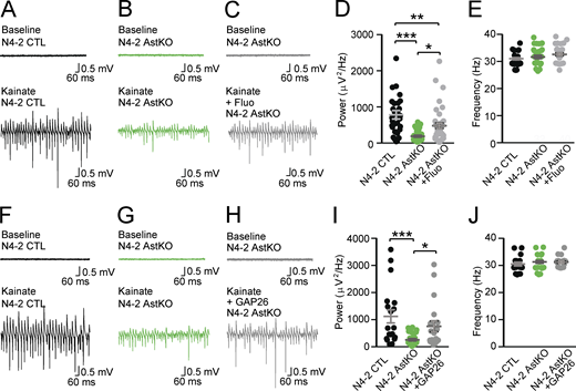 Rescue of reduced γ-oscillation in N4-2 AstKO by pharmacological inhibition of Kir4.1 or gap junction. (A and B) Representative recordings in the CA3 region of acute hippocampal slices from N4-2 CTL (A) and N4-2 AstKO (B) mice before (baseline) and after (Kainate) induction of γ-oscillations with 100 nM kainate application. (C) Representative recordings in the CA3 region of acute hippocampal slices from N4-2 AstKO mice before (baseline) and after (Kainate + Fluo) induction of γ-oscillations with 100 nM kainate application in the presence of fluoxetine. (D and E) Average powers (D) and frequencies (E) of γ-oscillations in N4-2 CTL (black dots) and N4-2 AstKO without (green dots) and with (gray dots) fluoxetine. (F–H) Representative recordings from the same set of experiments as (A–C), except for the usage of GAP26 as a pharmacological blocker in H. (I and J) Average powers (I) and frequencies (J) of γ-oscillations in N4-2 CTL (black dots) and N4-2 AstKO hippocampal slices without (green dots) and with (gray dots) GAP26. Results are shown as mean ± SEM. Numbers of recorded slices (n); (D and E), n = 33 for N4-2 CTL, n = 32 for N4-2 AstKO, n = 40 for N4-2 AstKO + Fluo; (I and J), n = 19 for N4-2 CTL, n = 27 for N4-2 AstKO, n = 19 for N4-2 AstKO + GAP26. ***, P < 0.001; **, 0.001 < P < 0.01; *, 0.01 < P < 0.05; no asterisk, 0.05 < P (one-way ANOVA with Newman–Keuls test for D, E, I, and J). Data distribution was assumed to be normal, but this was not formally tested. See also Fig. S2 and Table S2.