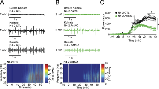 Decreased γ-oscillations in N4-2 AstKO mice in vivo. (A and B) Representative local field potentials (LFP) were recorded in the CA3 region of the hippocampus in vivo from anesthetized N4-2 CTL (A) and from N4-2 AstKO (B) mice before (Before Kainate) and after (Kainate) intraperitoneal injection of kainate. Third traces in A and B are representative slow-γ filtered LFPs. Bottom heat maps are representative normalized spectrograms. Kainate was injected at time point 0 min. (C) The normalized average power of slow-γ-band oscillation in N4-2 CTL (black trace) and N4-2 AstKO (green trace) mice. Slow γ-band oscillation in N4-2 AstKO showed a siginficantly reduced power in comparison to the N4-2 CTL. Results are shown as mean ± SEM. N = 4 animals for N4-2 CTL and N = 4 animals for N4-2 AstKO. *, P < 0.05 (repeated measures two-way ANOVA with LSD post-hoc test). Data distribution was assumed to be normal, but this was not formally tested. See also Table S2. Refer to the image caption for details.