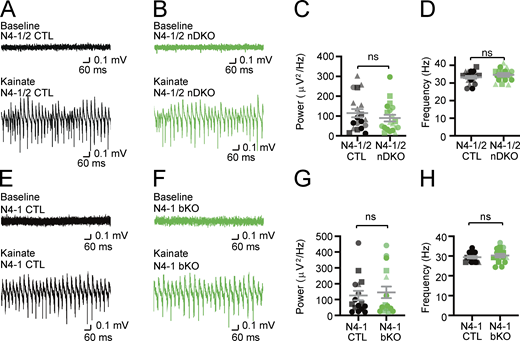 Intact γ-oscillations in acute slices from Nedd4-1 and Nedd4-2 neuron-specific knockout (N4-1/2 nDKO) and Nedd4-1 brain-specific knockout (N4-1 bKO) mice. (A and B) Representative recordings in CA3 hippocampal regions of acute brain slices from N4-1/2 CTL (A) and N4-1/2 nDKO (B) mice before (baseline) and during (Kainate) induction of γ-oscillations with 100 nM kainate. (C and D) Average powers (C) and frequencies (D) of γ-oscillations in N4-1/2 CTL (black dots) and N4-1/2 nDKO (green dots). (E–H) Intact power of γ-oscillations in Nedd4-1f/f;EMX-Cre (N4-1 bKO) mice. Representative recordings in CA3 region of hippocampus slices from Nedd4-1f/f (N4-1 CTL) (E) and N4-1 bKO (F) mice before (Baseline) and during (Kainate) the application of 100 nM kainate. Average powers (G) and frequencies (H) of γ-oscillations in N4-1 CTL (black dots) and N4-1 bKO (green dots). Different tones and shapes of dots in dot plots in C, D, G, and H represents data from different mice. Numbers of recorded slices (n) and mice (N); (C and D), n = 19 and N = 4 for N4-1/2 CTL, n = 20 and N = 4 for N4-1/2 nDKO; (G and H), n = 16 and N = 4 for N4-1 CTL, n = 16 and N = 4 for N4-1 bKO. Results are shown as mean ± SEM. ns, 0.05 < P (two-tailed Student’s t test). Data distribution was assumed to be normal, but this was not formally tested. See also Table S2. Refer to the image caption for details.