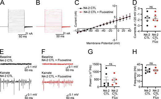 The lack of impacts of fluoxetine on membrane currents and γ-oscillations in Nedd4-2f/f(N4-2 CTL). (A and B) Example current traces in N4-2 CTL astrocytes without (A) and with fluoxetine (B). Cells were voltage clamped at −80 and +10 mV voltage steps were applied from −120 to +40 mV during recording currents. (C and D) Quantifications of membrane currents in N4-2 CTL without and with fluoxetine. (C) Voltage–current plots from N4-2 CTL (black trace) and N4-2 CTL with fluoxetine (red trace). (D) The current at the membrane potential of −120 mV showed no effects of fluoxetine in N4-2 CTL. (E and F) Representative recordings in CA3 hippocampal regions of acute brain slices from N4-2 CTL (E) and N4-2 CTL with fluoxetine (F) mice before (baseline) and during (Kainate) induction of γ-oscillations with 100 nM kainate. (G and H) Average powers (G) and frequencies (H) of γ-oscillations in N4-2 CTL (black dots) and N4-2 CTL with fluoxetine (red dots). Results are shown as mean ± SEM. Numbers of recorded cells (n) in D; n = 6 for N4-2 CTL, n = 6 for N4-2 CTL + Fluo. Numbers of recorded slices (n); (G and H), n = 6 for N4-2 CTL, n = 5 for N4-2 CTL + Fluo. Results are shown as mean ± SEM. ns, 0.05 < P (two-tailed Student’s t test). Data distribution was assumed to be normal, but this was not formally tested. See also Table S2. Refer to the image caption for details.