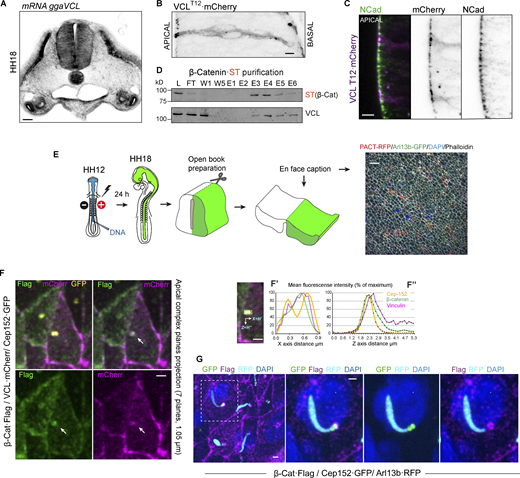 Vinculin accumulates at apical pole of NSCs with the AJs. (A) Image of a chicken NT transverse section at stage HH18 showing the expression of vinculin mRNA by in situ hybridization. Scale bar = 50 μm. (B) High magnification image spanning the entire apicobasal length showing a NT at stage HH18 24 hpe with VCL-T12·mCherry (gray scale). Scale bar = 10 μm. (C) Apical region of an NT slice as in B, stained with anti-N-cadherin (green) and VCL-T12·mCherry (magenta), channels are shown separately at the right-hand panels (gray scale). Scale bar = 10 μm. (D) ST-tagged β-catenin was electroporated for 24 h into stage HH12 chicken NTs. At HH18, β-catenin·ST and the endogenous associated proteins were purified on Streptactin columns. The presence of ST (β-catenin) and vinculin in the elution fractions was assessed by Western blot. L, lysate; FT, flow through; W, wash; E, elution. (E) Drawing of the procedure followed to obtain “en face” pictures of the apical pole of neural precursors. A low magnification image of a test electroporation is shown. Centrioles, primary cilia, actin, and nucleus are labeled with PACT, Arl13b, phalloidin, and DAPI, respectively. Scale bar = 10 μm. (F) “En face” pictures of chicken NTs transfected at stage HH12 for 24 h with Cep152-GFP (yellow), VCL·mCherry (magenta), and β-Catenin·flag (green). Different combinations of channels are shown for clarity. Arrows indicate the centrioles position. The images are Z projections of seven confocal planes spaced 0.15 µm. Scale bar = 1 μm. (F′) X-axis projections of the fluorescence intensity of a rectangular area (cyan dotted rectangle) that contained the centrioles. (F″) The mean fluorescence intensity of the mentioned area was calculated in 37 consecutive confocal planes spaced 0.15 µm. Scale bar = 1 μm. (G) “En face” images of chicken NTs transfected at stage HH12 for 24 h with Cep152-GFP (green), β-Catenin·Flag (magenta), and Arl13b-RFP (cyan). Nuclei were stained with DAPI. The encircled area in the left-handed panel is enlarged in the right-handed panels, where different channel combinations are shown for clarity. Scale bar = 1 μm. Source data are available for this figure: SourceData F2.