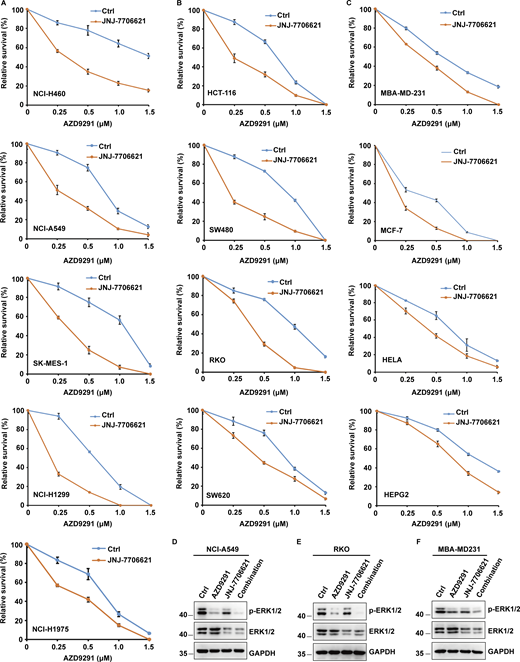 Combined CDK1/2 inhibitors and EGFR inhibitors present a synergistic anticancer effect. (A) Several lung cancer cell lines were utilized to perform colony formation as indicated. Data were represented as the means ± SD of three independent experiments. (B) Several colon cell lines were utilized to perform colony formation as indicated. Data were represented as the means ± SD of three independent experiments. (C) Various cancer cell lines were utilized to perform colony formation as indicated. Data were represented as the means ± SD of three independent experiments. (D–F) NCI-A549 (D), RKO (E), or MBA-MD231 (F) cells were respectively treated with JNJ-7706621 (CDK1/2i, 10 μM), AZD9291 (EGFRi, 10 μM), or JNJ-7706621 (CDK1/2i, 10 μM) + AZD9291 (EGFRi, 10 μM) for 10 h before harvest. The samples were immunoblotted with indicated antibodies. Source data are available for this figure: SourceData F1. Refer to the image caption for details.