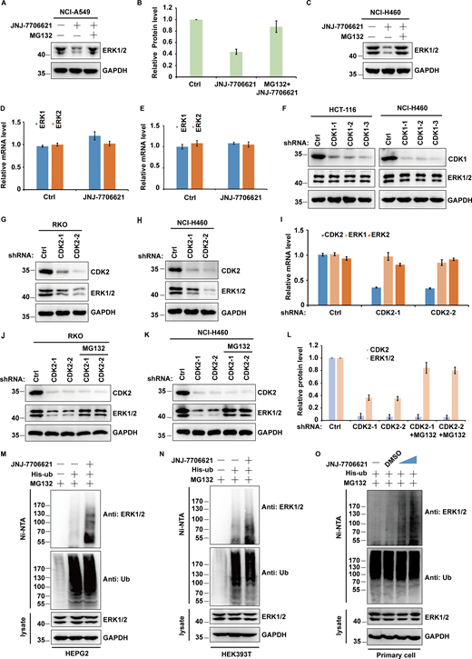 CDK2 regulates ERK1/2 protein level. (A) NCI-A549 cells were treated with JNJ-7706621 (10 μM) alone or combined with MG132 (30 μM) for 10 h before harvest. Half of the cells were lysed, and then Western blot was performed with the indicated antibodies. (B) Relative ERK1/2 protein levels were quantified with GAPDH from A as internal standards. Immunoreactive bands of at least three independent experiments were quantified using ImageJ software. Data were represented as means ± SD. (C) NCI-H460 cells were treated with JNJ-7706621 alone or combined with MG132 (30 μM) for 10 h before harvest. Half of the cells were lysed and then Western blot was performed with the indicated antibodies. (D) The mRNAs were extracted from the rest of the cells from A and then subjected to qRT–PCR. β-actin served as an endogenous control. Data were represented as the means ± SD of three independent experiments. (E) The mRNAs were extracted from the rest of the cells from C and subjected to qRT–PCR. β-actin served as an endogenous control. Data were represented as the means ± SD of three independent experiments. (F) HCT-116 and NCI-H460 cells stably expressing control or CDK1 shRNAs as indicated were harvested, and then cell lysates were blotted with the indicated antibodies. (G and H) RKO (G) and NCI-H460 (H) cells stably expressing control or CDK2 shRNAs as indicated were harvested, and then cell lysates were blotted with the indicated antibodies. (I) The mRNAs were extracted from the rest of the cells from H and then subjected to qRT-PCR. β-actin served as an endogenous control. Data were represented as the means ± SD of three independent experiments. (J and K) RKO (J) and NCI-H460 (K) cells stably expressing control or two different CDK2 shRNAs were treated with vehicle or MG132 for 10 h before harvest. Western blot was performed with the indicated antibodies. (L) Relative ERK1/2 or CDK2 protein levels were quantified with GAPDH from K as internal standards. Immunoreactive bands of at least three independent experiments were quantified using ImageJ software. Data were represented as means ± SD. (M and N) The various cells transfected with indicated constructs were treated with JNJ-7706621 (10 μM) alone or combined with MG132 (30 μM) for 10 h before harvest. Covalently modified proteins were purified on NiNTA-agarose under denatured conditions and then blotted with indicated antibodies. (O) The primary cells of the basal cells transfected with indicated constructs were treated with JNJ-7706621 alone or combined with MG132 for 10 h before harvest. Covalently modified proteins were purified on NiNTA-agarose under denatured conditions and then blotted with indicated antibodies. Source data are available for this figure: SourceData F2.