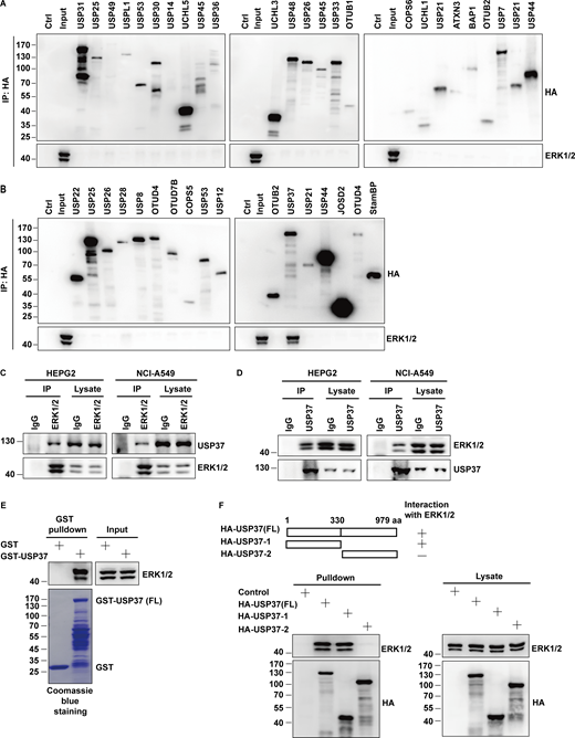 USP37 interacts with ERK1/2. (A and B) HEK293T cells were transfected indicated deubiquitinases (DUBs) plasmid. After transfection for 48 h, cells were lysed and purified using anti-HA-agarose beads. Then coimmunoprecipitating endogenous ERK1/2 was detected by anti-ERK1/2 antibody. (C and D) The cancer cell lysates were subject to immunoprecipitation with control IgG, anti-ERK1/2 (C), or anti-USP37 (D) antibodies. The immunoprecipitates were then blotted with the indicated antibodies. (E) HEK293T cell lysates were incubated with GST or GST-USP37 proteins. After washing, proteins bound on sepharose were blotted with indicated antibodies. (F) HEK293T cells were transfected with the indicated constructs. Cells were lysed and cell lysates were purified on anti-HA-agarose, and then coimmunoprecipitating endogenous ERK1/2 was detected by anti-ERK1/2 antibody. Source data are available for this figure: SourceData F3. Refer to the image caption for details.