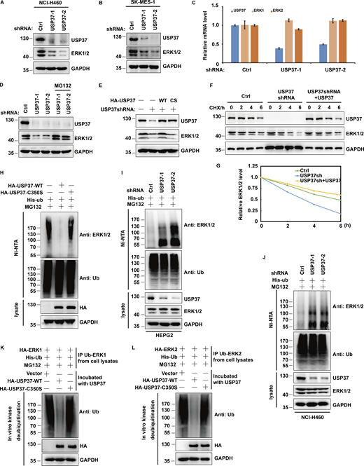 USP37 deubiquitinates and stabilizes ERK1/2. (A) Cells stably expressing control or USP37 shRNAs were harvested. The cells were lysed and Western blot was performed with the anti-ERK1/2, anti-USP37, and anti-GAPDH antibodies. (B) Cells stably expressing control or USP37 shRNAs were collected and then half of the cells were lysed and Western blot was performed with the indicated antibodies. (C) The mRNAs were extracted from the rest of the cells from B and subjected to qRT-PCR. β-actin served as an endogenous control. Data were represented as the means ± SD of three independent experiments. (D) Cells stably expressing control or USP37 shRNAs were treated with vehicle or MG132 for 10 h before harvest. Cells were lysed and then Western blot was performed with the indicated antibodies. (E) Cells stably expressing control or USP37 shRNAs were transfected with the HA-USP37-WT (wild type) or HA-USP37-C350S (catalytically inactive mutant) for 48 h. Cells were lysed and then Western blot was performed with the indicated antibodies. (F) Cells expressing control, USP37 shRNA, USP37 shRNA together with shRNA-resistant USP37 were treated with cycloheximide (CHX) and then harvested at the indicated four-point times (0, 2, 4, and 6 h). The samples were immunoblotted with indicated antibodies. (G) Quantification of the ERK1/2 protein levels relative to GAPDH shown in F using ImageJ software. (H) Cells transfected with indicated constructs were treated with MG132 for 12 h before being harvested. Covalently modified proteins were purified on NiNTA-agarose under denatured conditions and then blotted with indicated antibodies. (I and J) The cell of HEPG2 (C) or NCI-H460 (D) stably expressing control or USP37shRNAs were transfected with His-ub and then were treated with MG132 for 12 h before being harvested. Covalently modified proteins purified on NiNTA-agarose under denatured conditions. Ubiquitinated ERK1/2 was detected by anti-ERK1/2 antibody. (K and L) Deubiquitination of ERK1 or ERK2 in vitro by USP37. Ubiquitinated ERK1/2 protein was incubated with purified USP37 WT or USP37 CS in vitro and then blotted with the indicated antibodies. Source data are available for this figure: SourceData F4. Refer to the image caption for details.