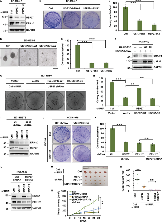 USP37 regulates cell proliferation and tumor growth through ERK1/2. (A) Cells stably expressing control or USP37 shRNAs were lysed and cell lysates were then blotted with the indicated antibodies. (B) Cells from A were utilized to perform a colony formation assay. (C) Quantitation of the colonies is shown in B. Data were represented as the means ± SD of three independent experiments. Statistical analyses were performed with a two-tailed paired t test. ***P < 0.001 (Control versus USP37sh1), ***P < 0.001 (Control versus USP37sh2). (D) Cells from A were utilized to perform soft agar colony formation assay. Scale bars represent 100 μm. (E) Quantification of the colonies shown in D. Data was represented as the means ± SD of three independent experiments. Statistical analyses were performed with a two-tailed paired t test. ***P < 0.001 (Control versus USP37sh1), ***P < 0.001 (Control versus USP37sh2). (F) Cells stably expressing control or USP37 shRNAs were transfected with the HA-USP37-WT (wild type) or HA-USP37-C350S (catalytically inactive mutant). Cells were lysed and then Western blot was performed with the indicated antibodies. (G) Cells from F were utilized to perform a colony formation assay. (H) Quantitation of the colonies is shown in G. Data were represented as the means ± SD of three independent experiments. Statistical analyses were performed with two-tailed paired t test. **P < 0.01, ***P < 0.001; N.S. stands for no significant change. (I) Cells stably expressing the control shRNA, USP37shRNA, ERK1/2shRNA, or USP37shRNA together with ERK1/2shRNA were lysed, and cell lysates were blotted with the indicated antibodies. (J) Cells from I were utilized to perform a colony formation assay. (K) Quantitation of the colonies is shown in J. Data were represented as the means ± SD of three independent experiments. Statistical analyses were performed with two-tailed paired t test. ***P < 0.001; N.S. stands for no significant change. (L) Cells stably expressing the control shRNA, USP37shRNA, ERK1/2shRNA, or USP37shRNA together with ERK1/2shRNA were lysed, and cell lysates were blotted with the indicated antibodies. (M–O) Cells from L were subcutaneously injected into nude mice (2 × 106 cells). Mice were sacrificed after 4 wk. Tumor images were acquired as shown in M. Tumor volumes (N) and tumor weights (O) were measured. n = 5; data points in N represent mean tumor volume ± SD. Data points in O represent mean tumor weight ± SD. Statistical analyses were performed with a two-tailed unpaired t test. **P <0.01; N.S. stands for no significant change. Source data are available for this figure: SourceData F5.